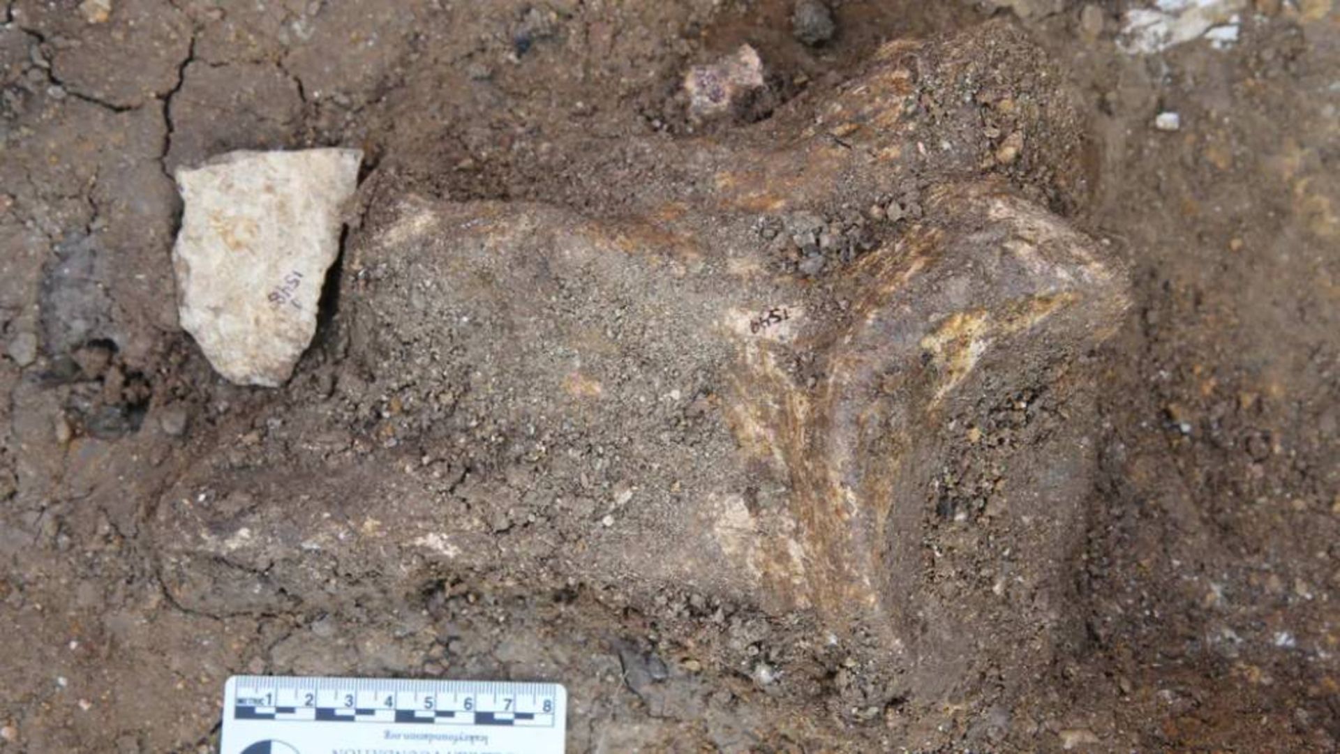 ابزار تراشیده شده از جنس اولدوایی در نزدیکی استخوان قصابی شده از یکی از خویشاوندان اسب آبی