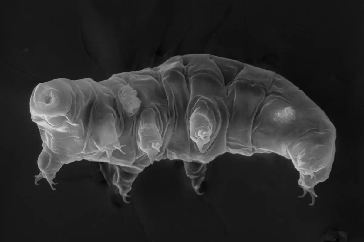 in toto tardigrade macrobiotus spjpg 66101ec3bd4454ff2d89ae41