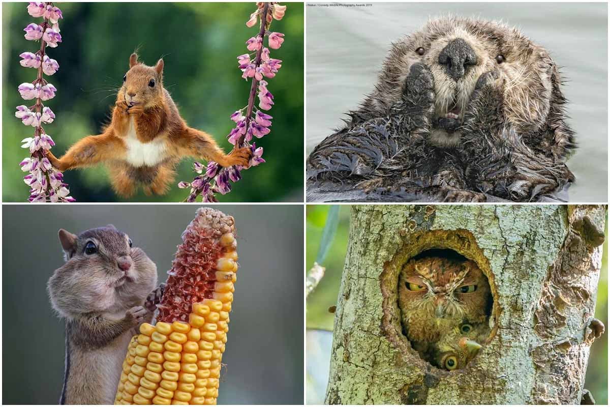 incredible shots comedy wildlife photography awards 65a37214db28d1d08cc7e356