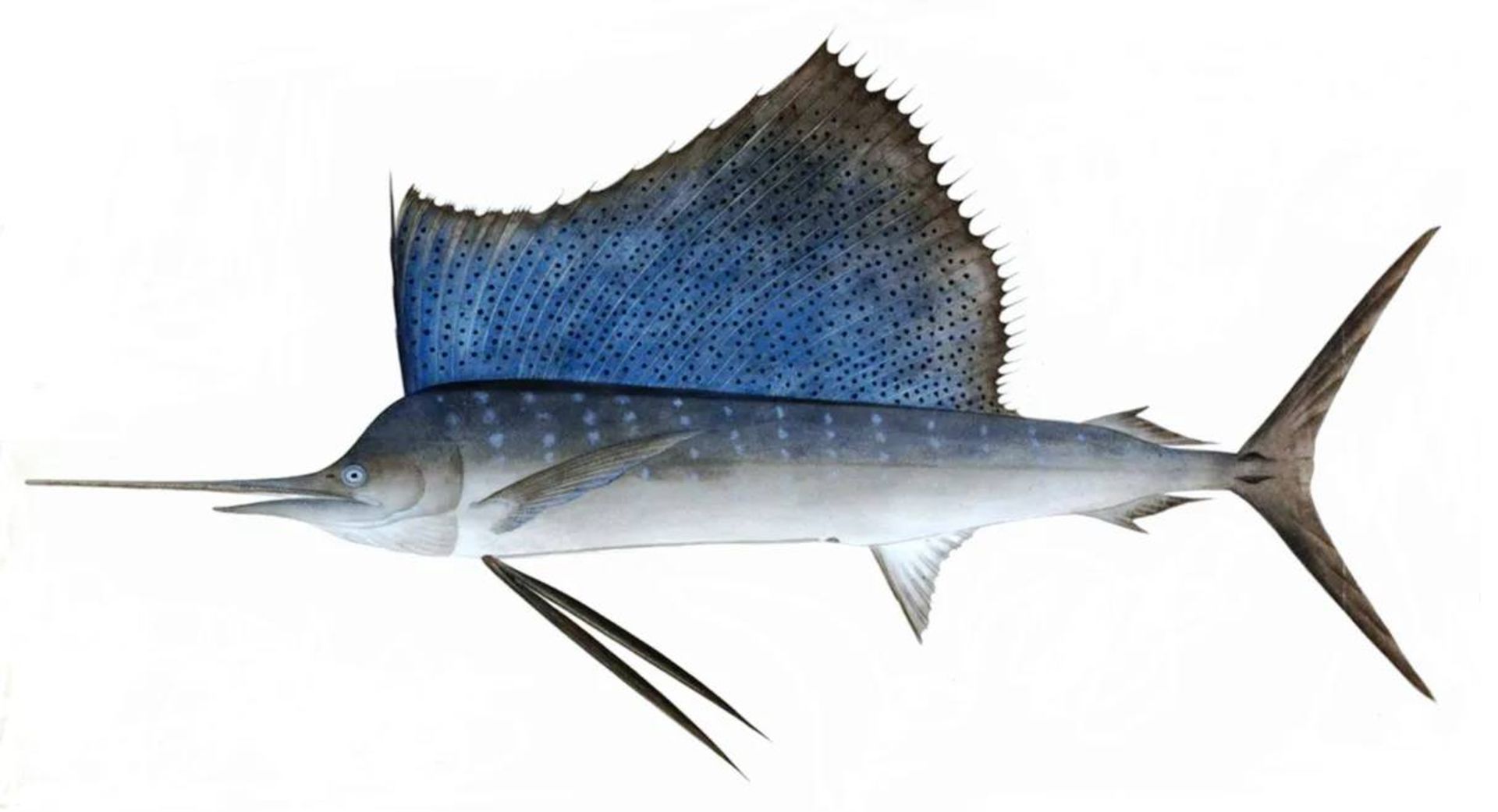 بادبان ماهی هند و آرام