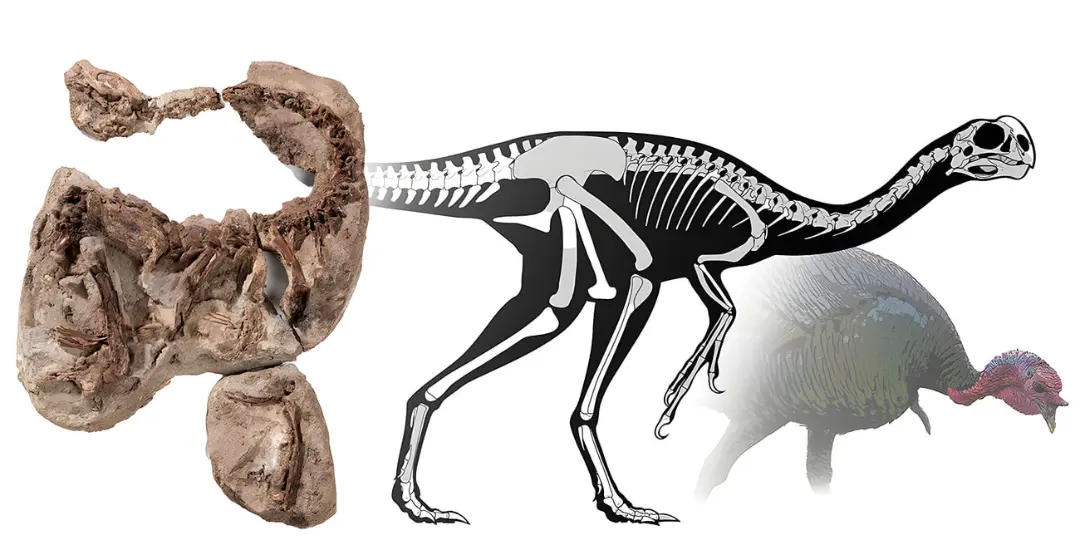 فسیل اینفرنوگالوس جیمسی (Infernogallus jamesi) در کنار اسکلت و مقایسه اندازه با بوقلمون