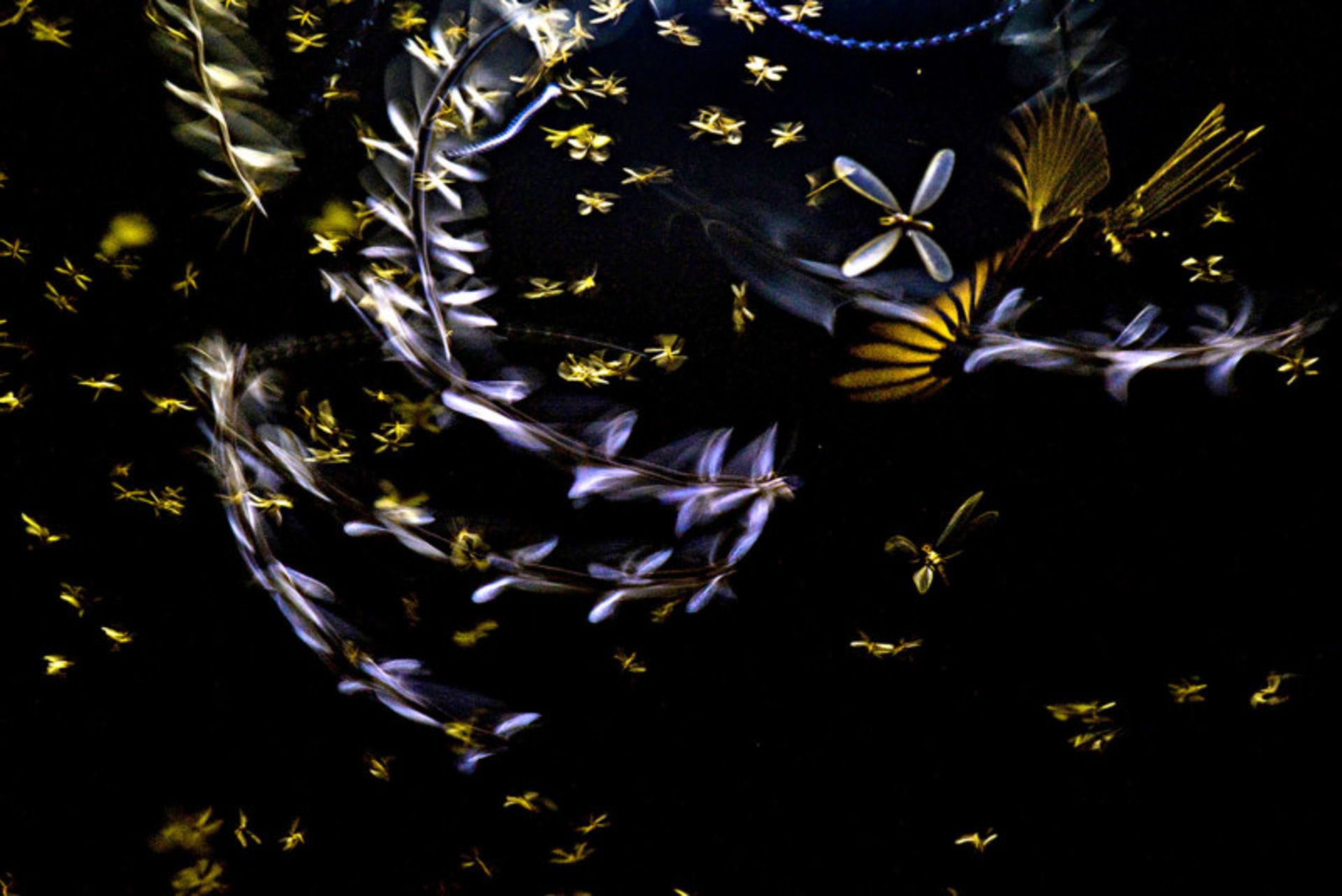 برنده دسته حشرات مسابقه سالانه عکاس سال کلوزآپ