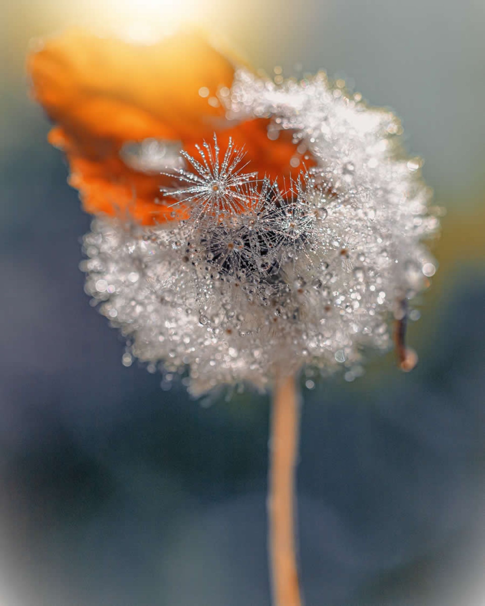 ماکروی حشره و گل