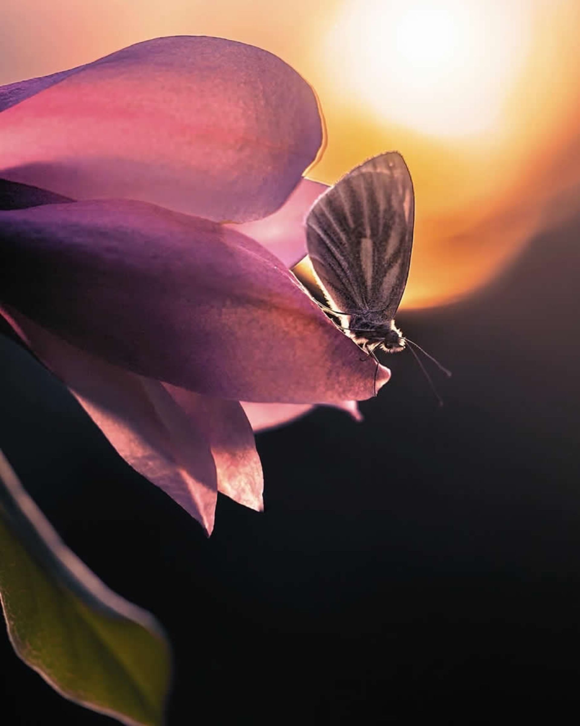 ماکروی حشره و گل