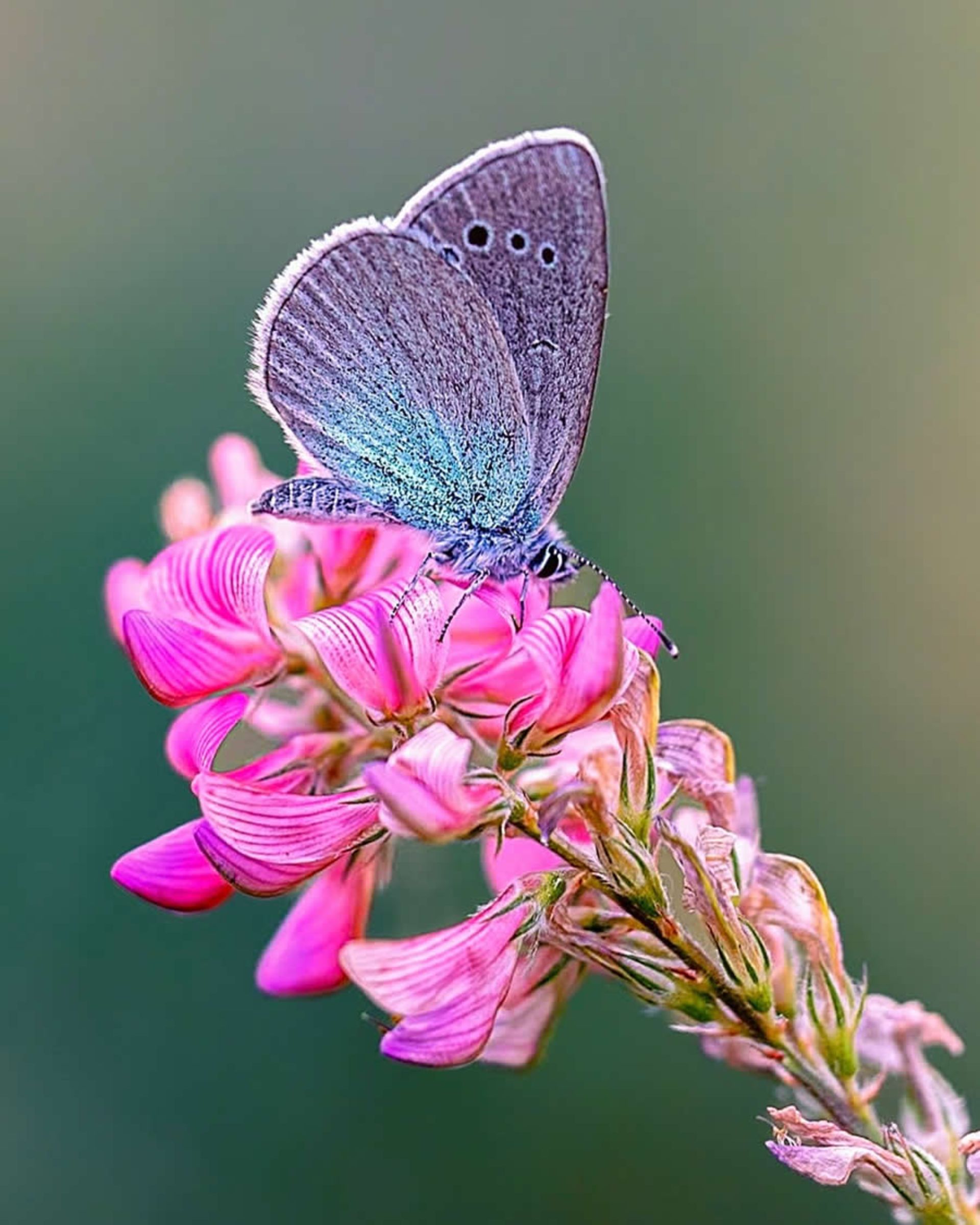 ماکروی حشره و گل