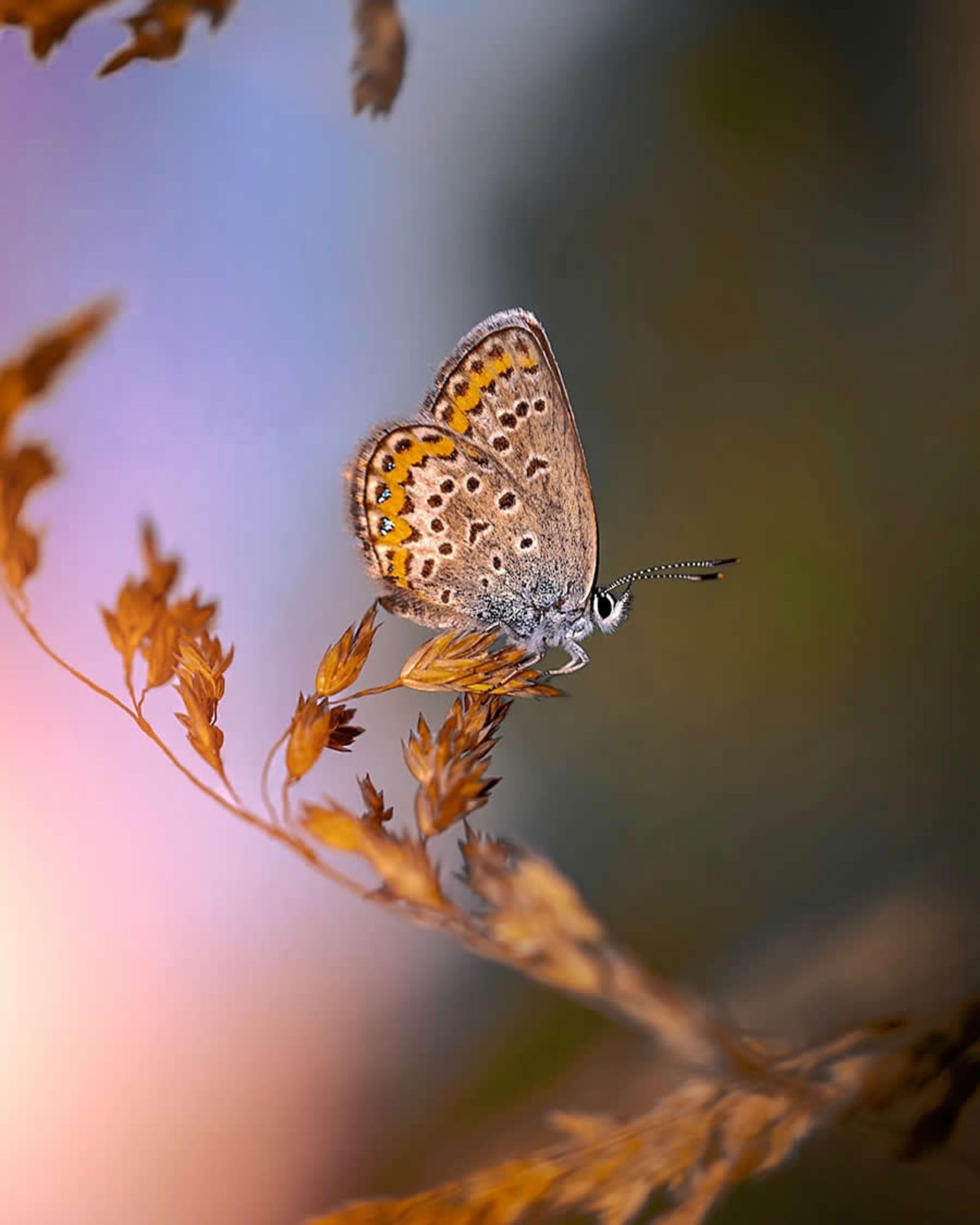 ماکروی حشره و گل