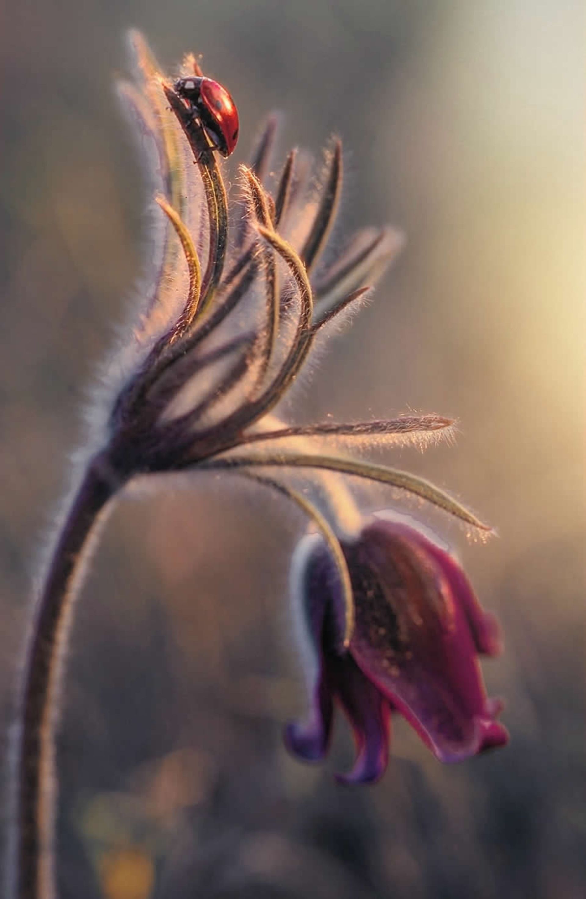 ماکروی حشره و گل