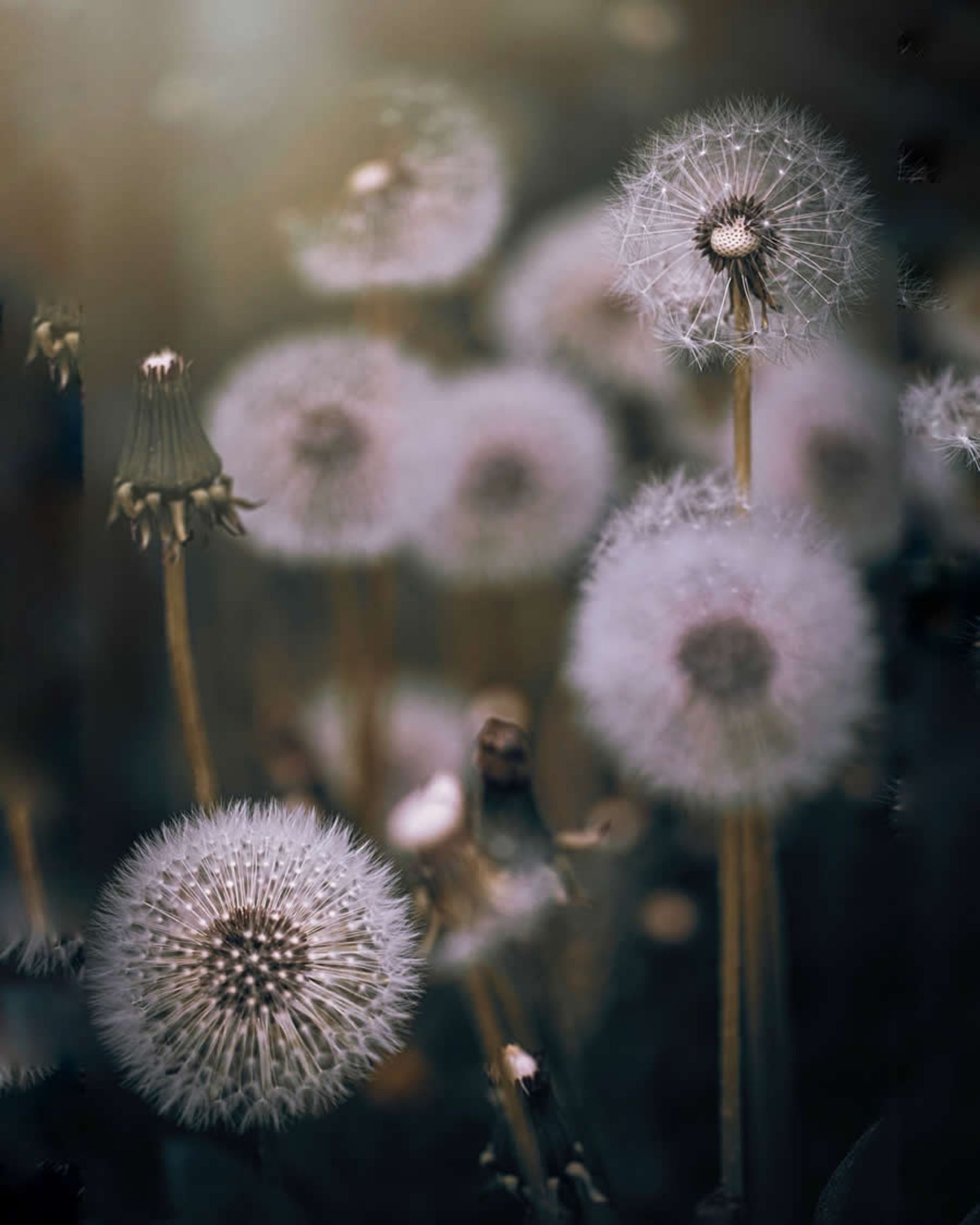 ماکروی حشره و گل