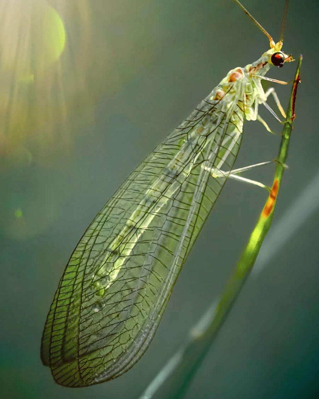 ماکروی حشره و گل