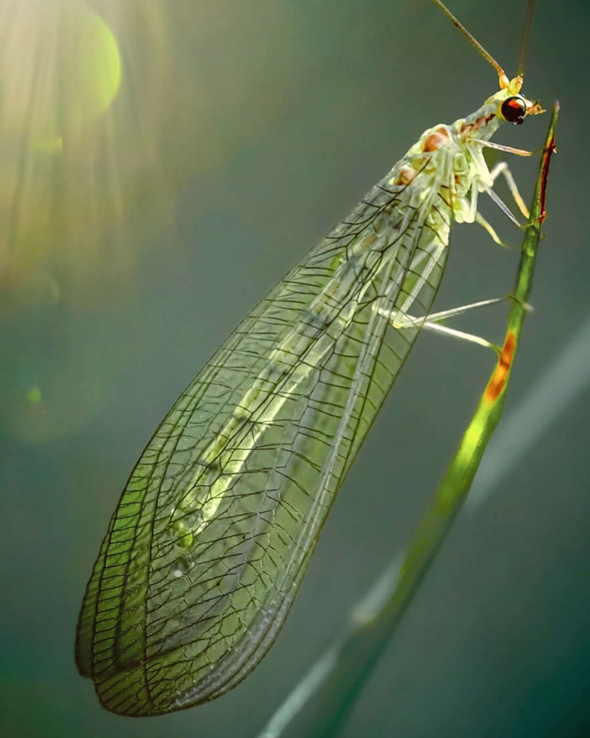 ماکروی حشره و گل