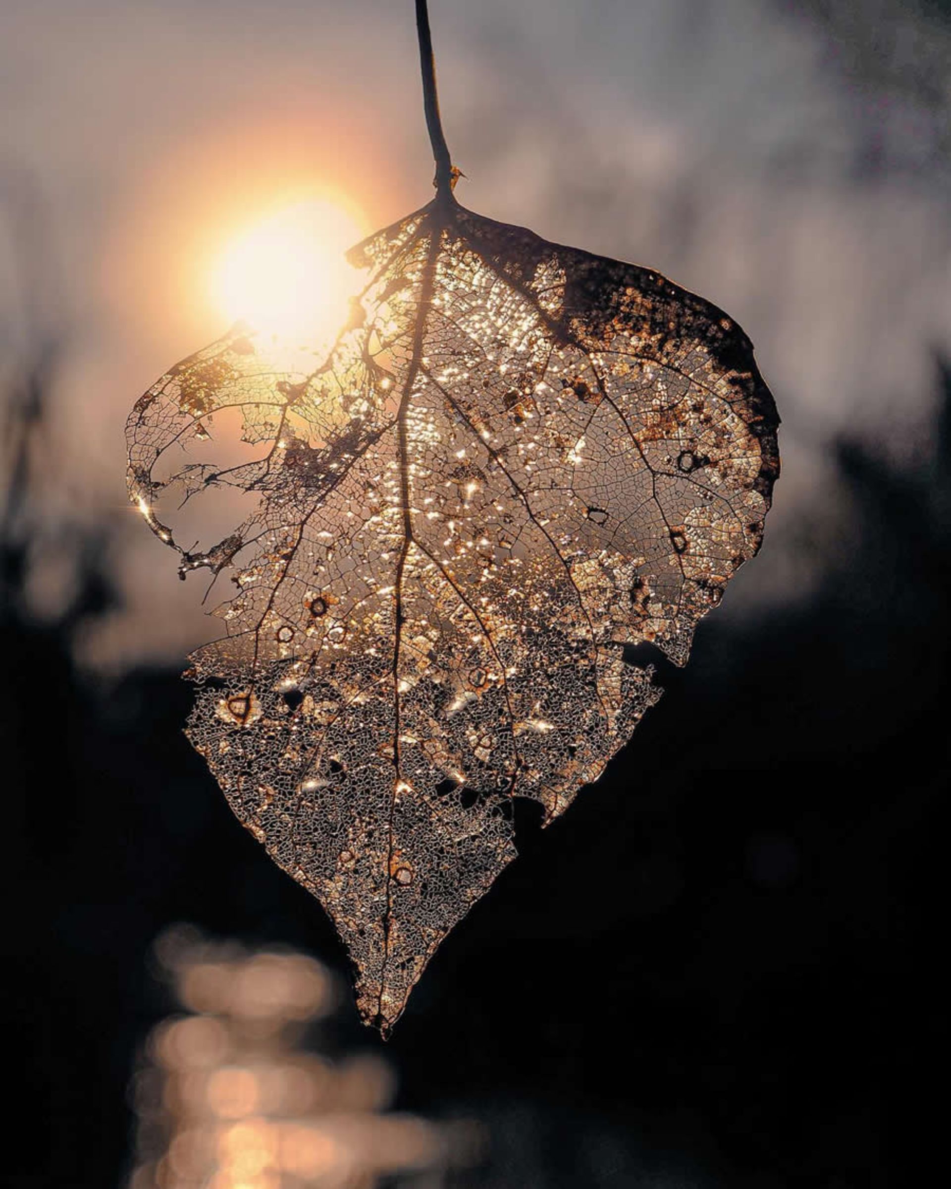 ماکروی حشره و گل