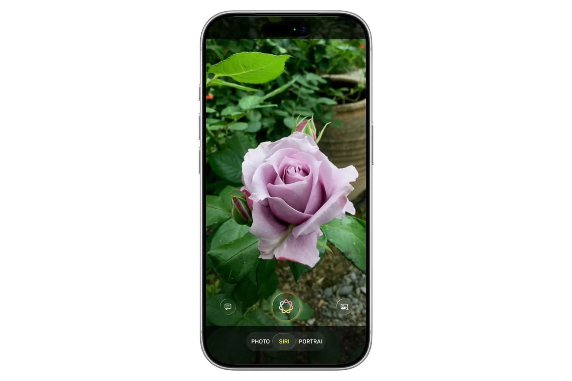 تصاویر لورفته از گالری و دوربین iOS 27 نمایش یک گل صورتی