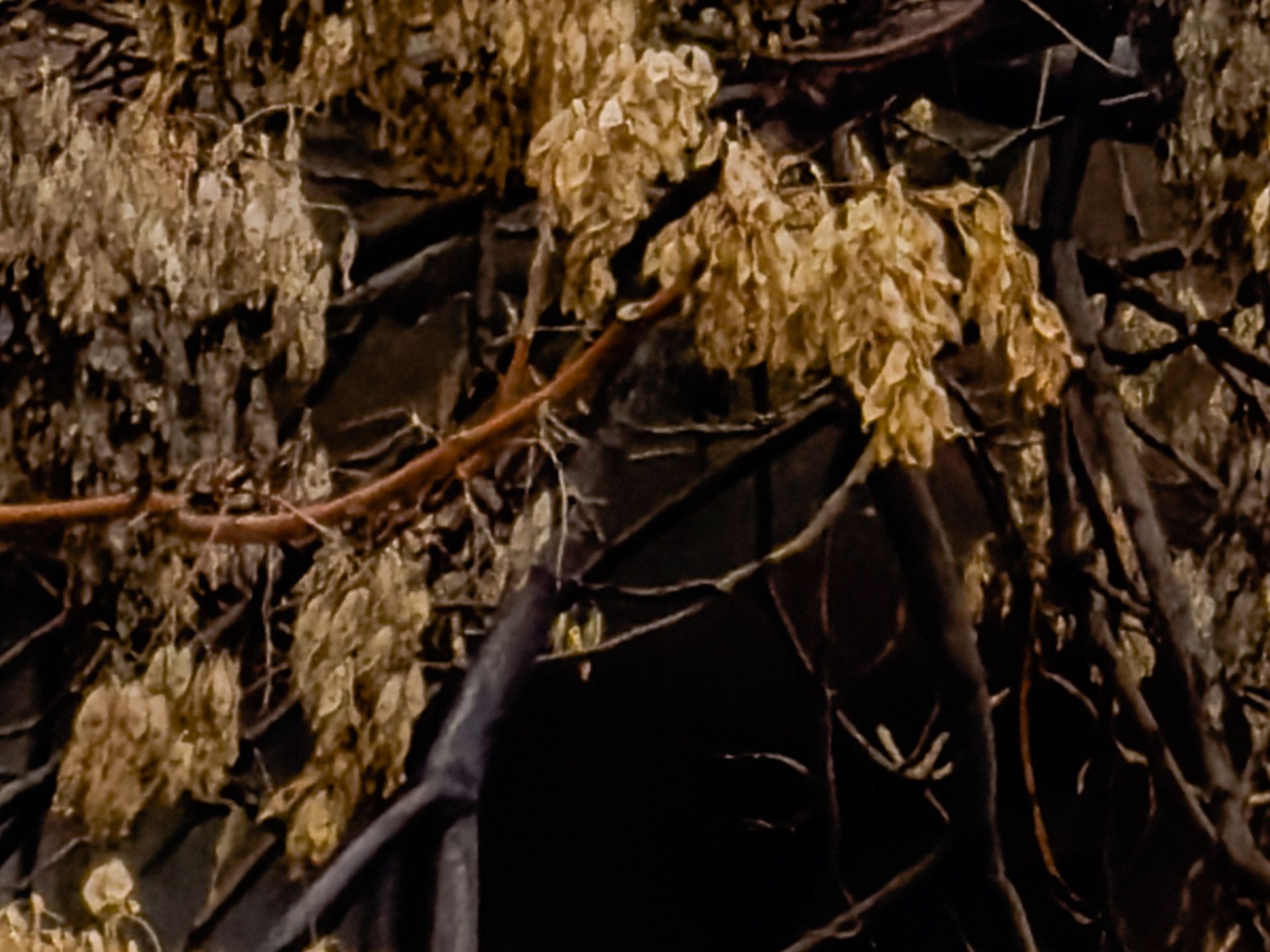 برش عکس ۴۸ مگاپیکسلی آیفون ۱۴ پرو مکس