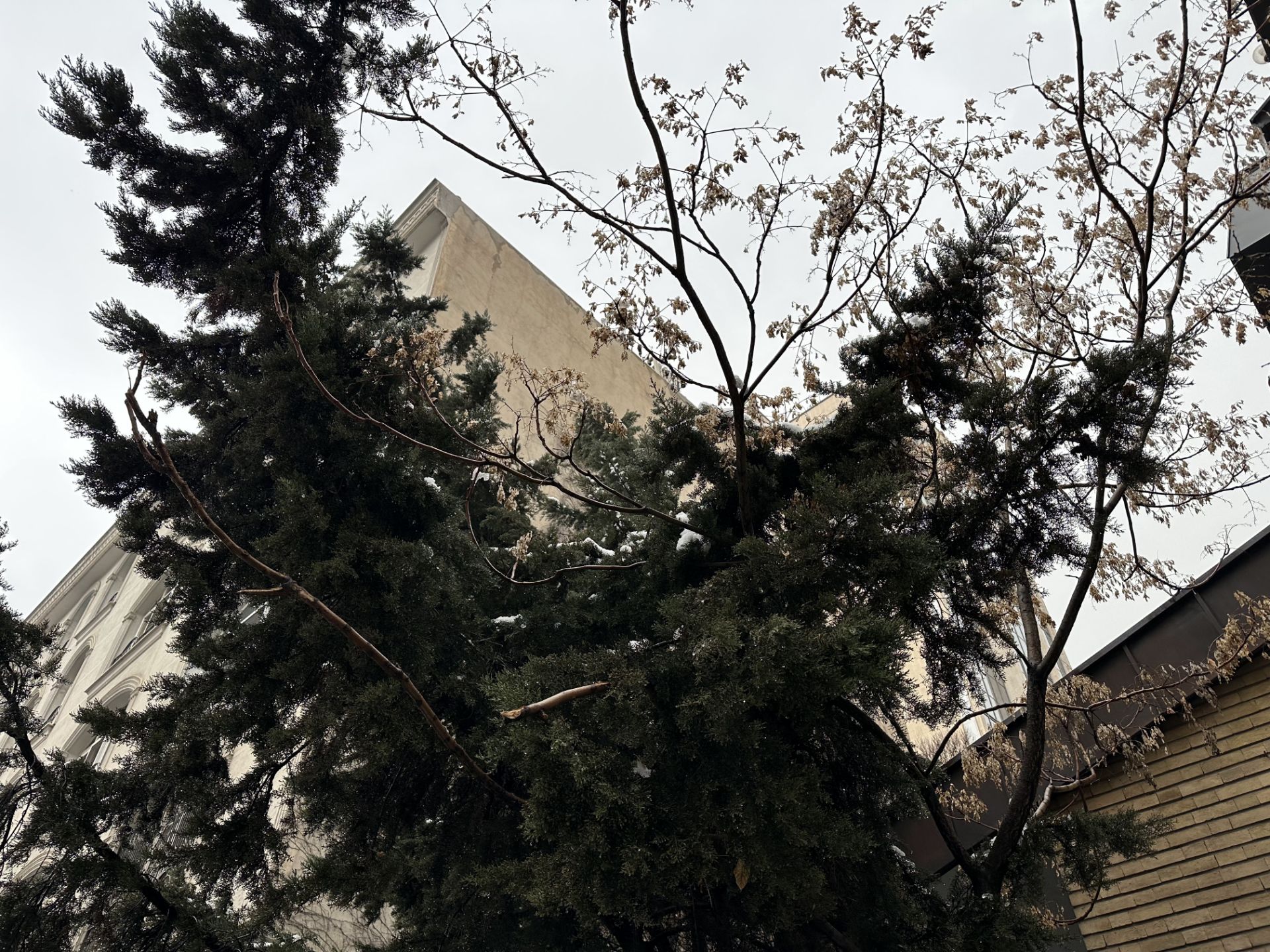 عکس درختی در خیابان جردن تهران ۳