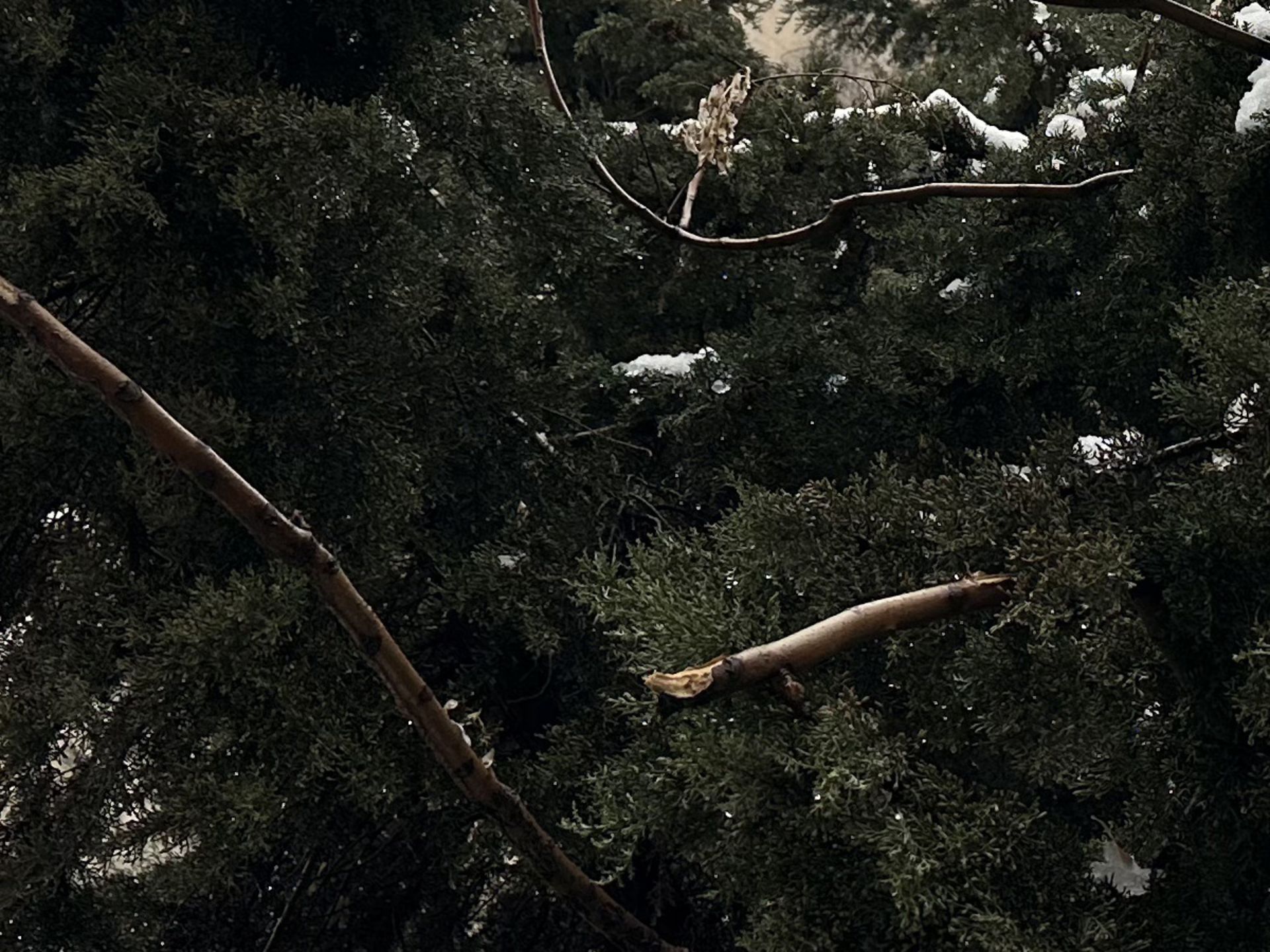 برش عکس اچ دی آر آیفون ۱۴ پرو مکس