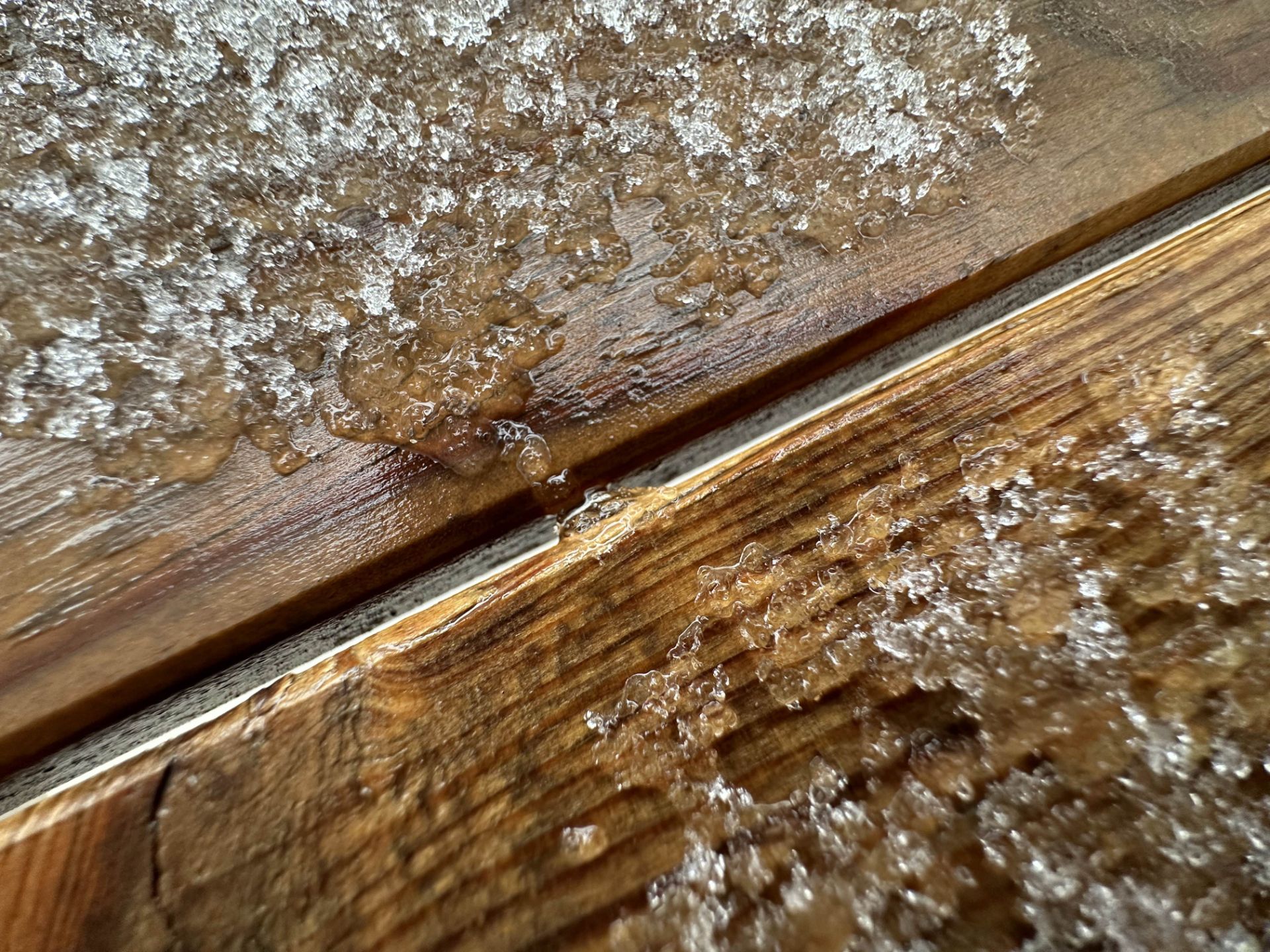 عکس ماکرو آیفون ۱۴ پرو مکس