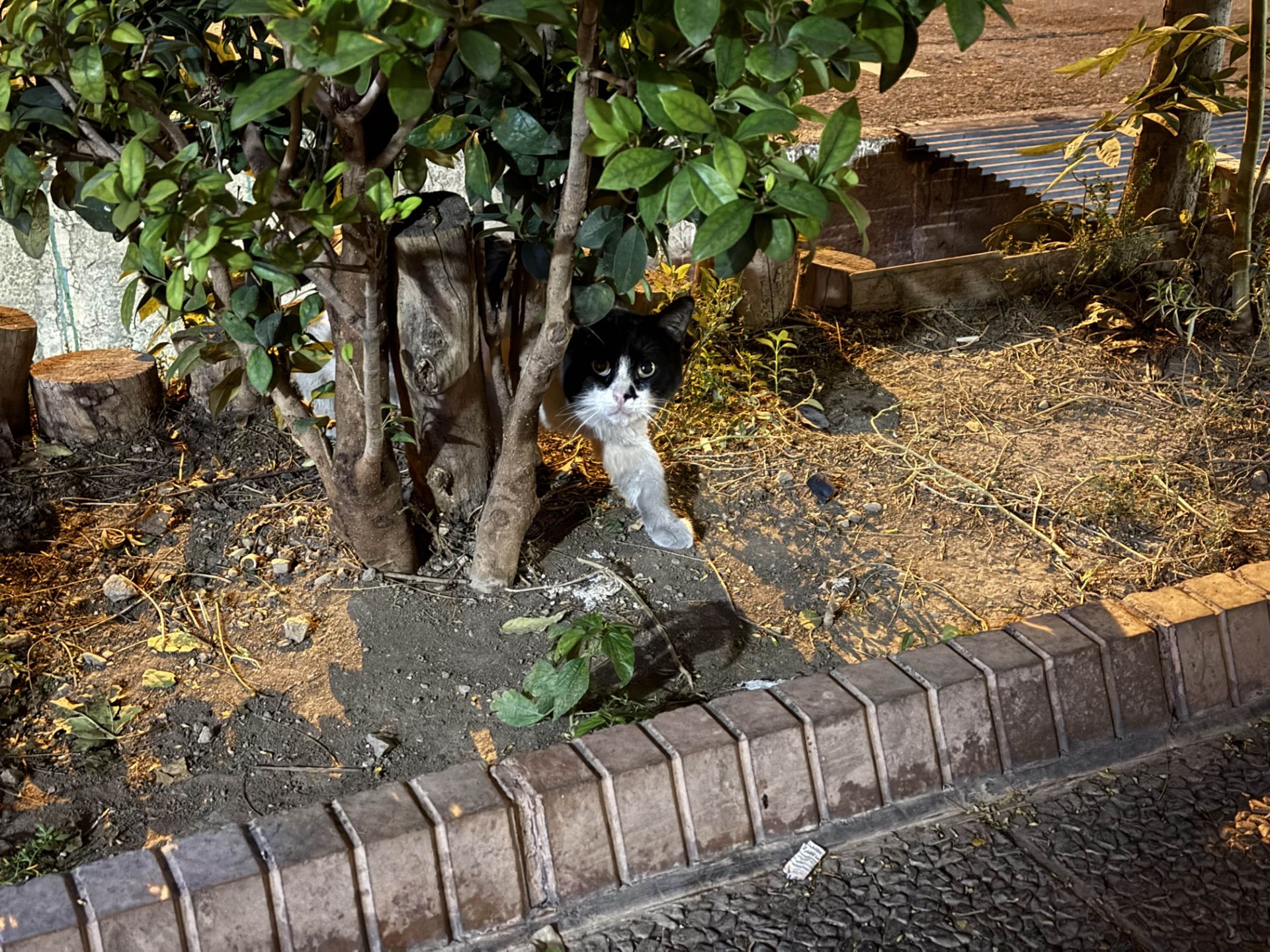 A cat in the middle of the bushes - iPhone 16 Pro main camera in the dark