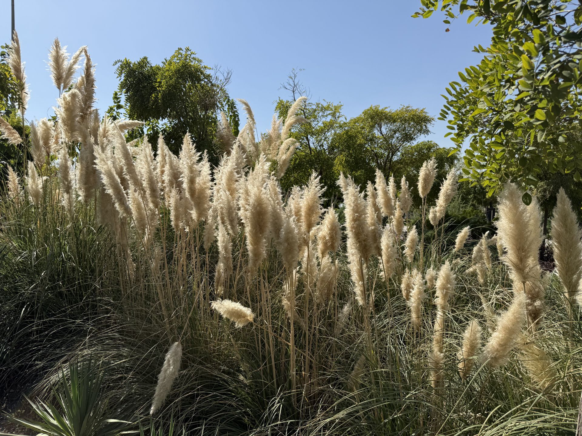 Tehran book garden plants - iPhone 16 Pro main camera