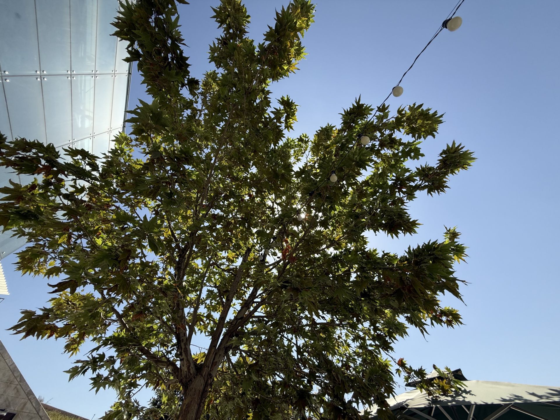 A tree from below and in front of sunlight - iPhone 16 Pro ultrawide camera