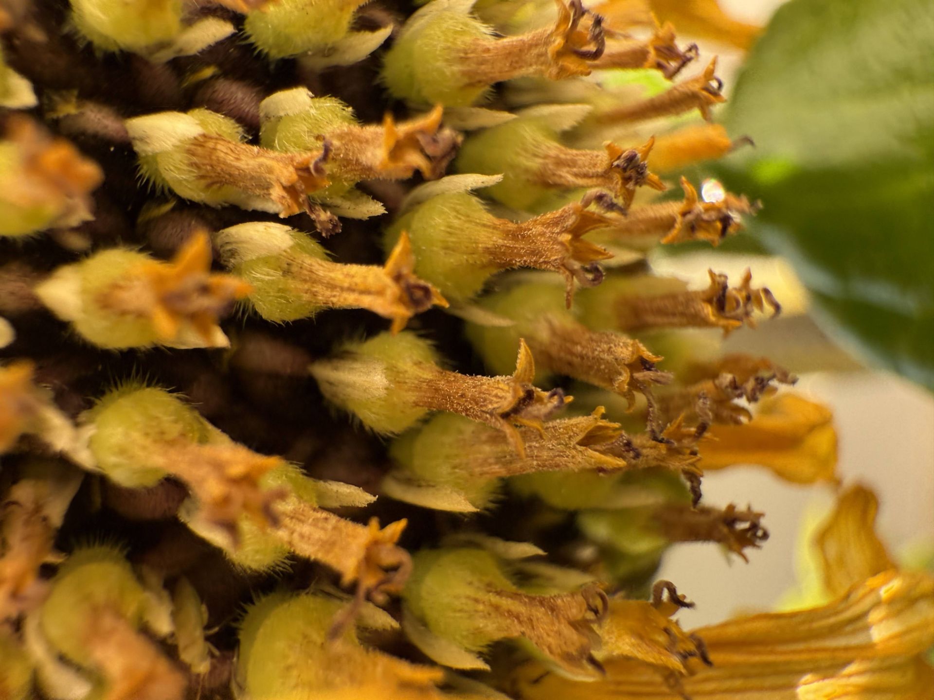 Sunflower flower close-up - iPhone 16 Pro ultrawide camera