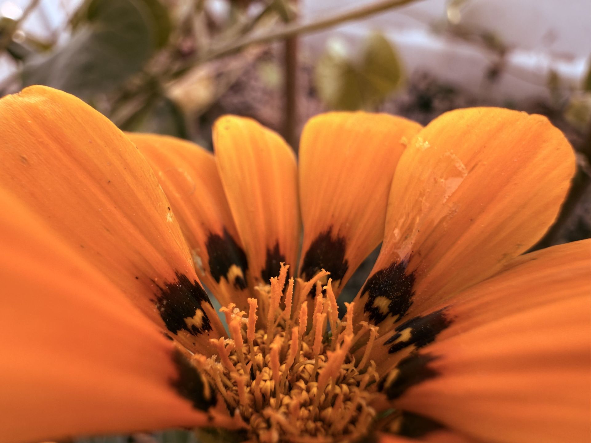 Close-up of a yellow flower - macro photo of the iPhone 16 Pro ultrawide camera