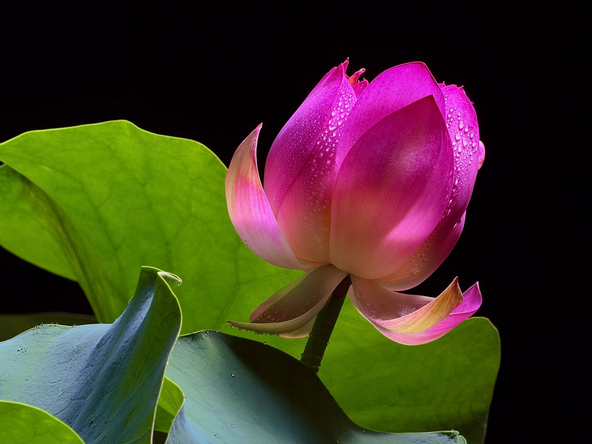 نمونه عکس رسمی آيفون ۱۷ پرو و آیفون ۱۷ پرو مکس با دوربین تله‌فوتو