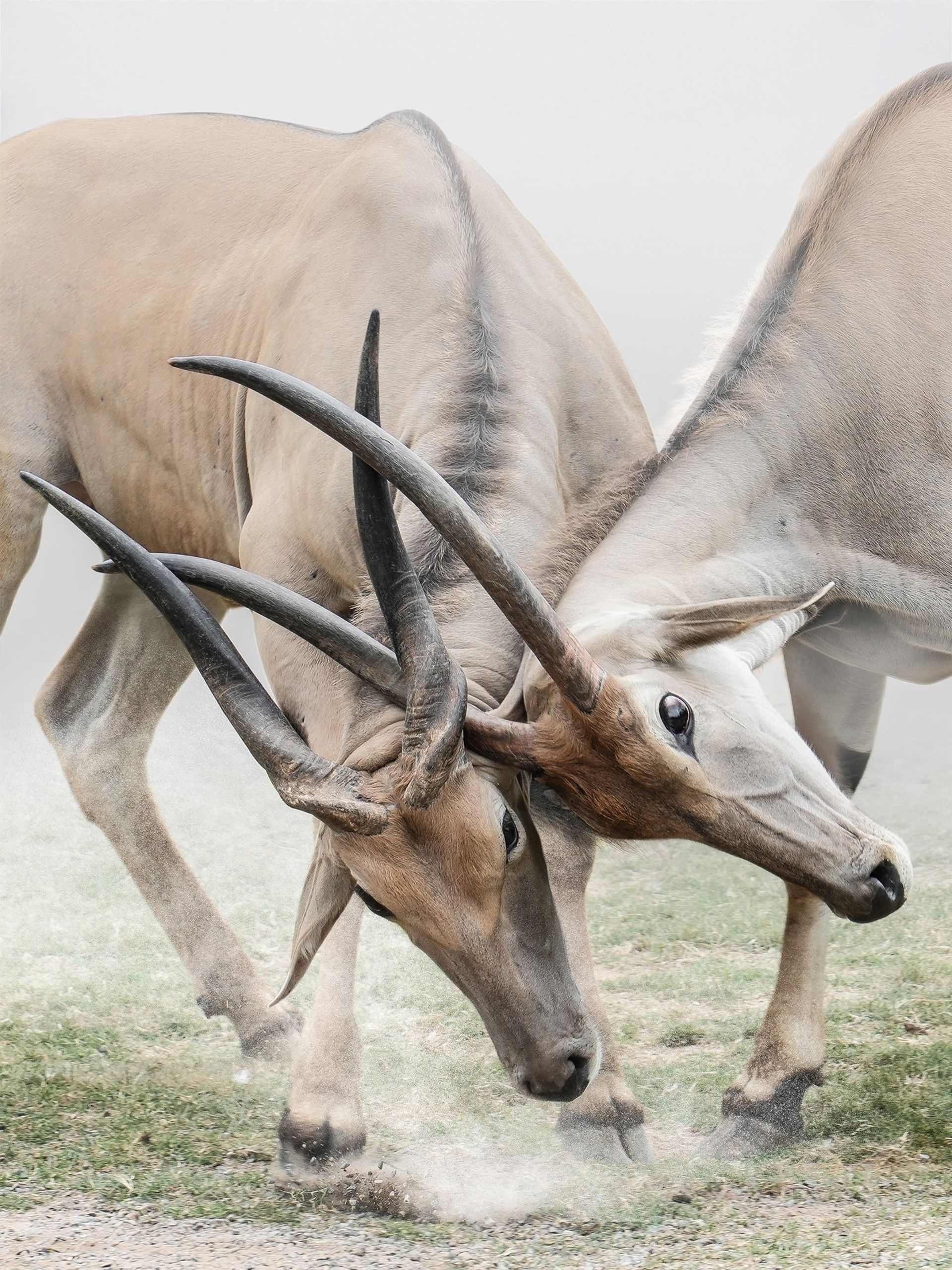 دو گوزن درحال نبرد