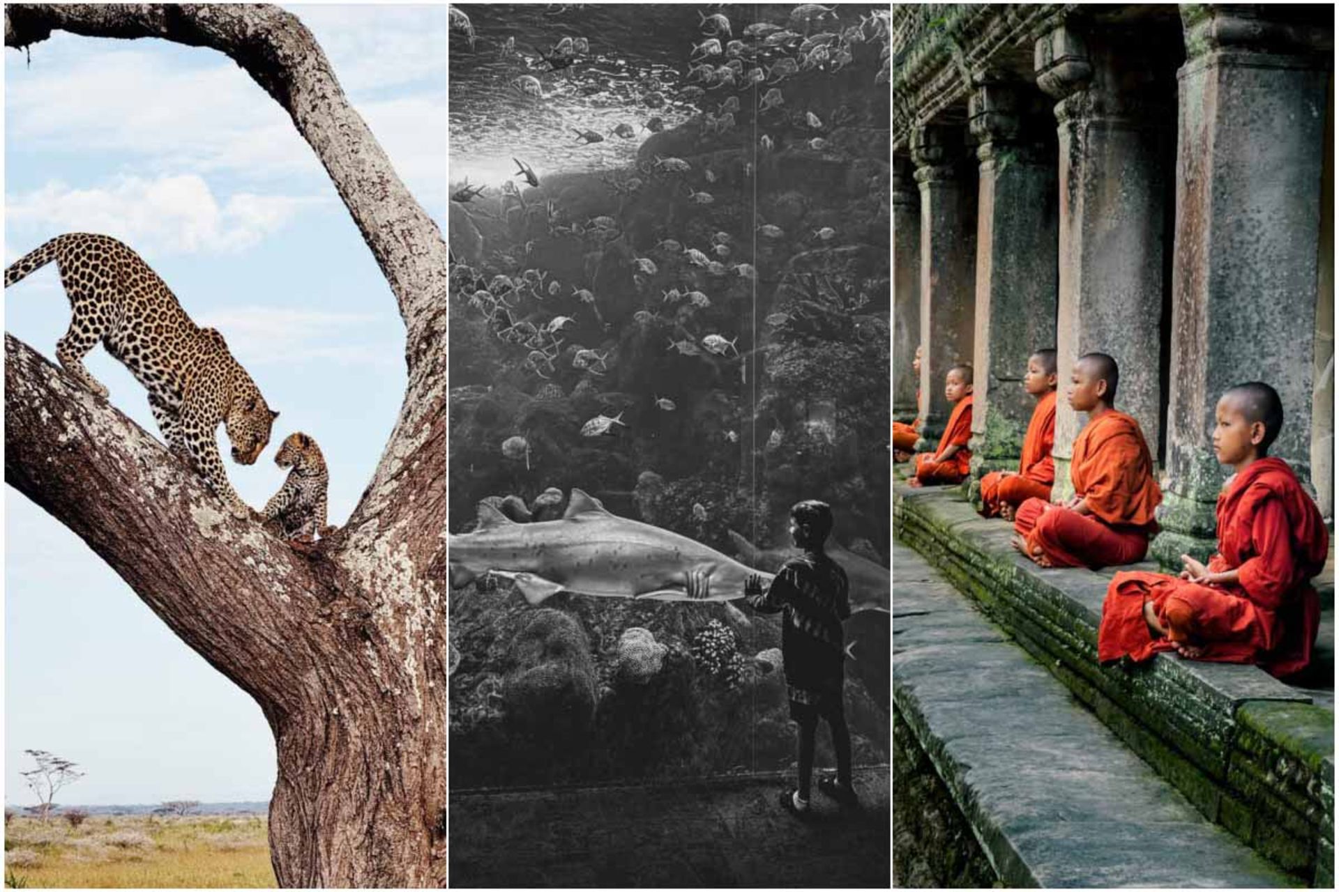 برندگان مسابقه عکاسی آیفون ۲۰۲۴