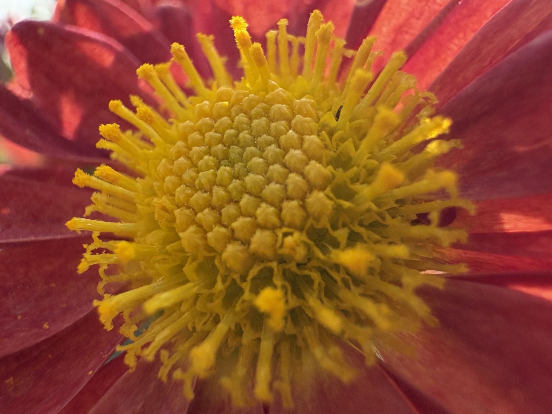 عکس ماکرو از جزئیات مرکز یک گل قرمز با آیفون ۱۶