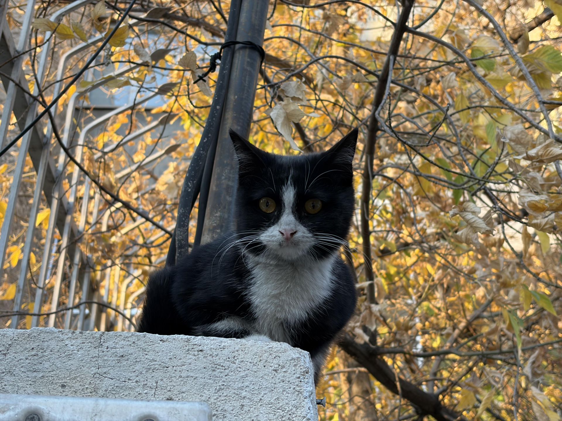 عکس گربه با زوم ۲ برابر دیجیتال/کراپ آیفون ۱۷