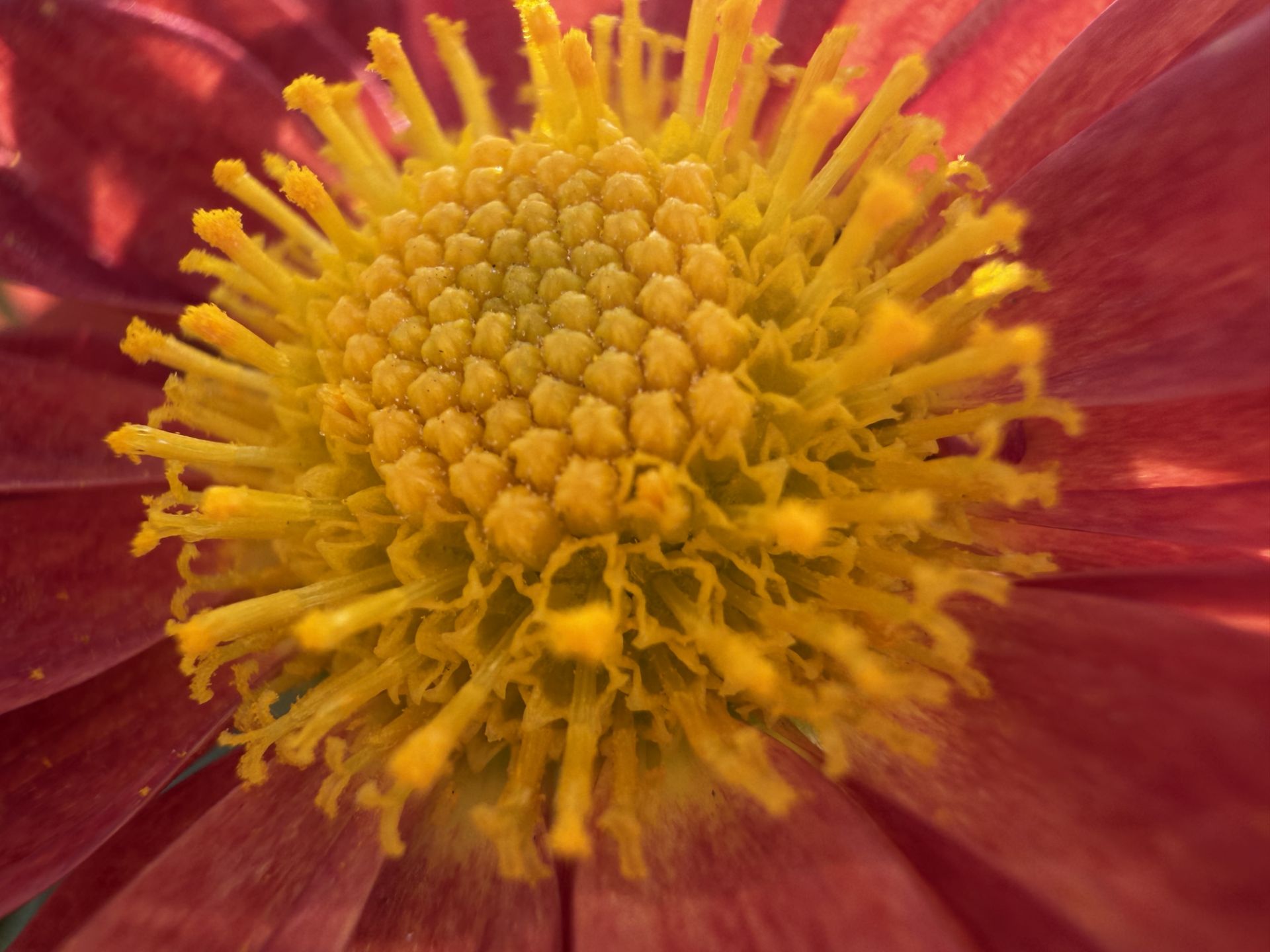 نمونه عکس ماکرو آیفون ۱۷ از جزئیات گل