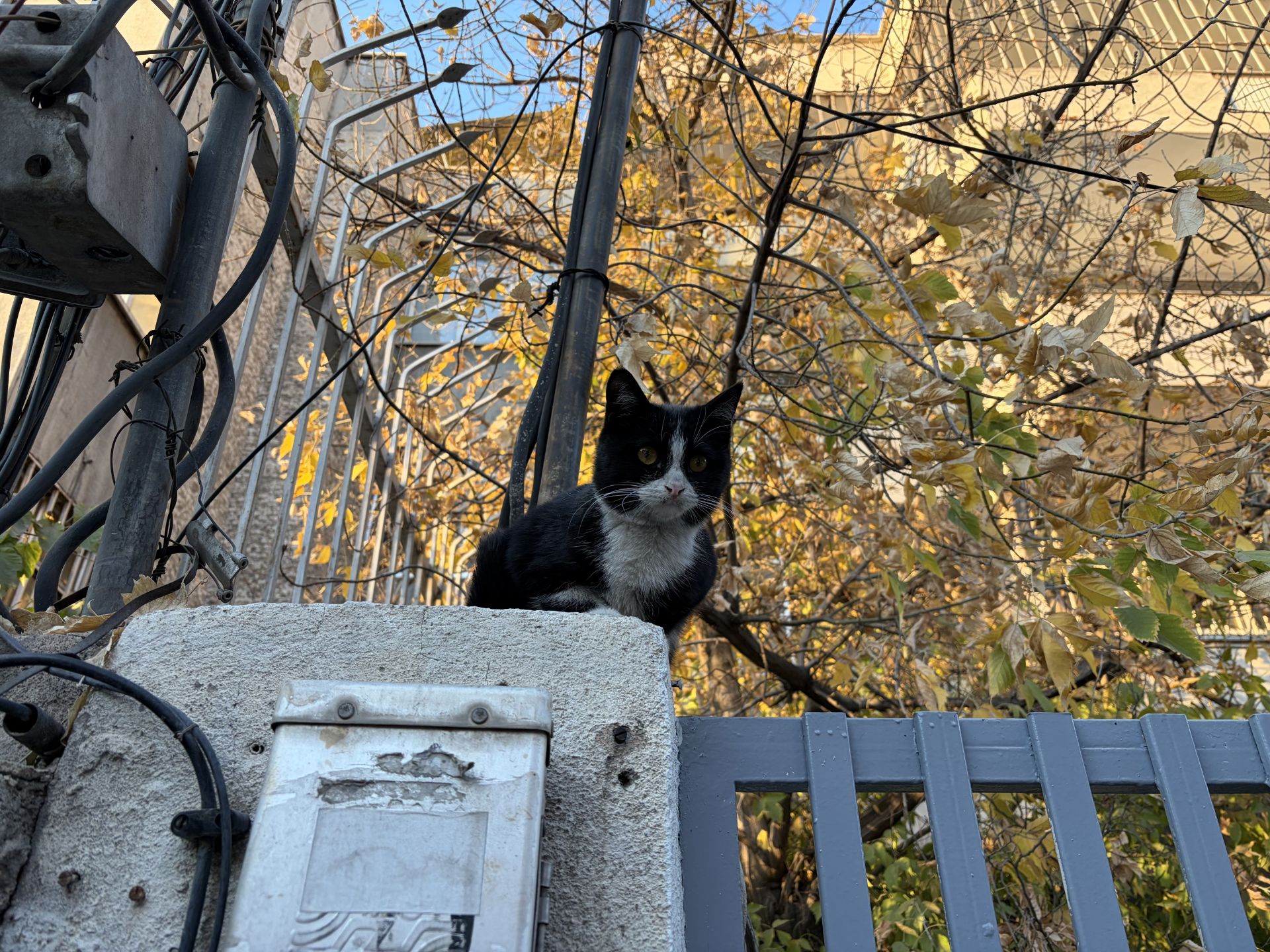 عکس گربه با دوربین اصلی (بدون زوم) آیفون ۱۷