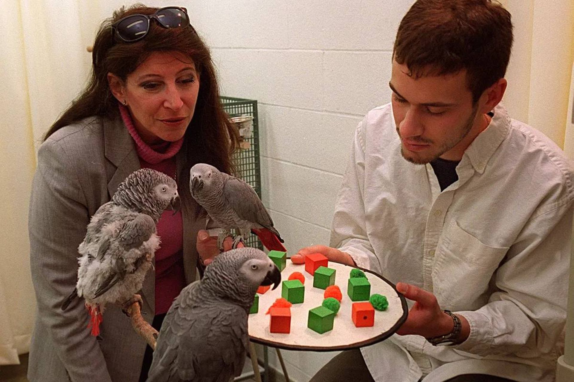 آیرین پپربرگ پژوهشگر و طوطی سخنگو