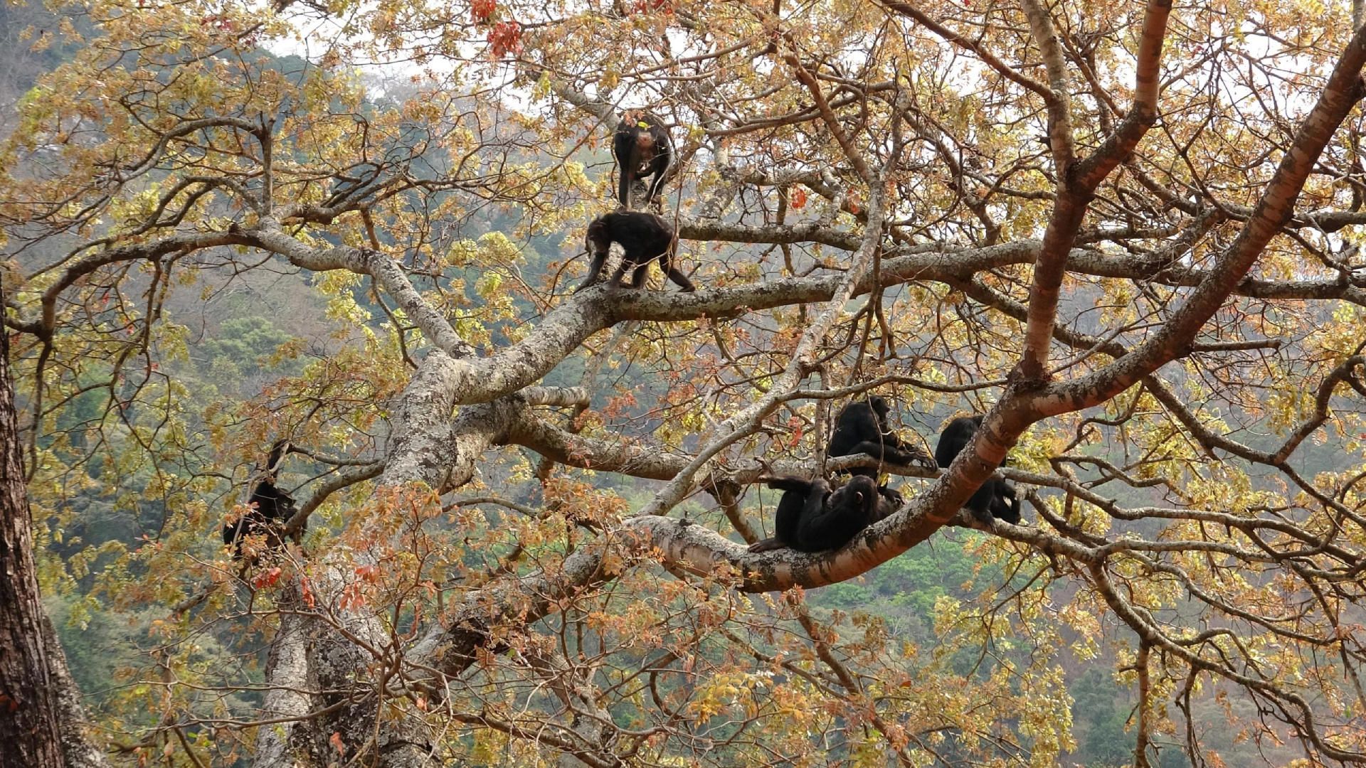 شامپانزه‌های دره ایسا در جنگل‌های باز در جستجوی برگ‌ها هستند