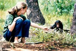 چگونه تصویری نمادین نگاه ما به شامپانزه‌ها را تغییر داد؟