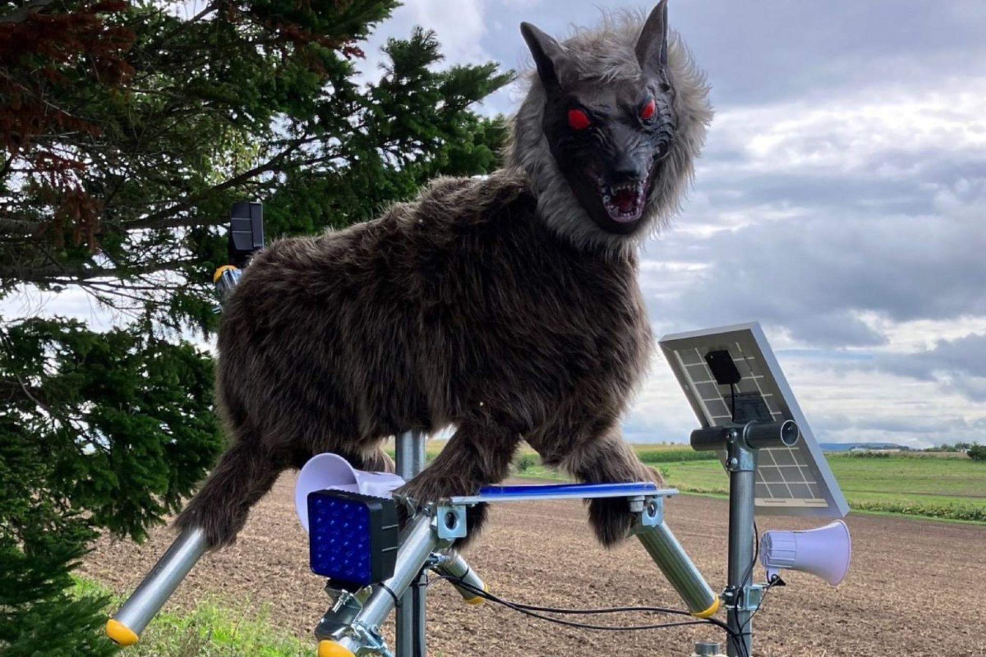 ژاپن با «گرگ‌ رباتیک» از شهرهایش دربرابر حمله خرس محافظت می‌کند