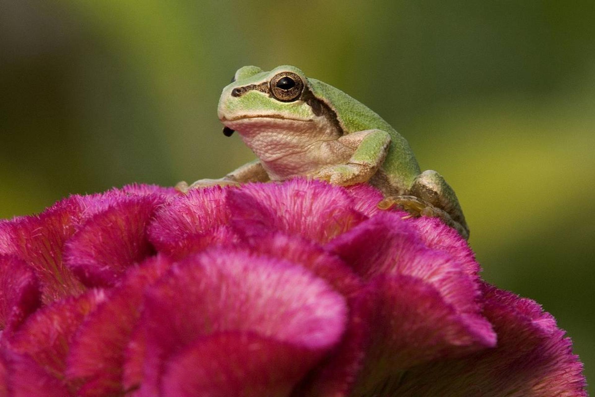 قورباغه درختی ژاپنی