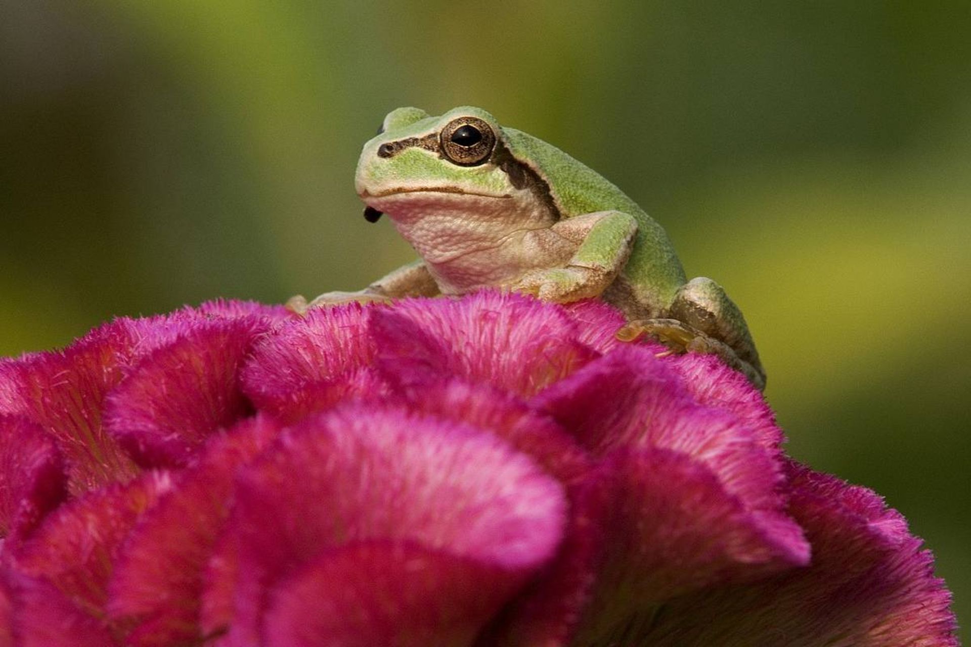 قورباغه درختی ژاپنی