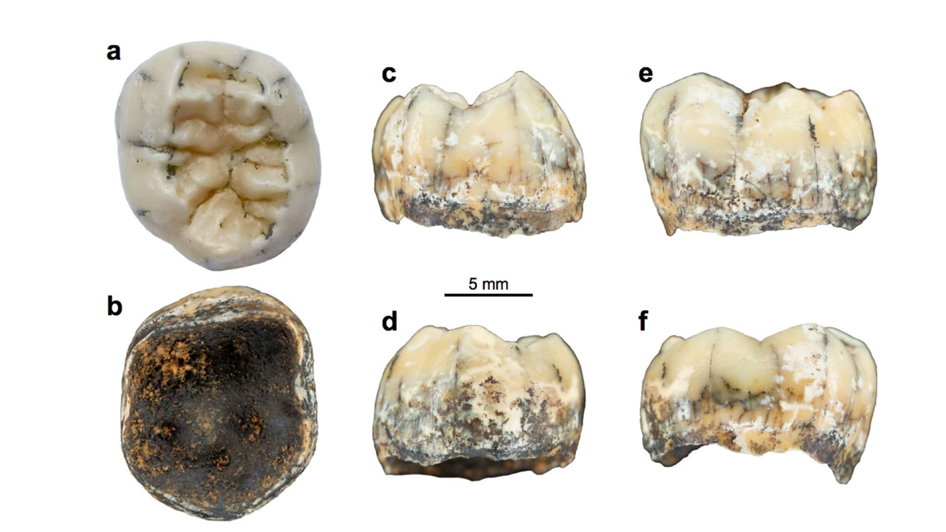 دندان آسیاب باستانی کشف‌شده در لائوس