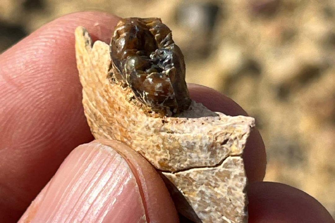 قطعه‌ای از استخوان آرواره میمون انسان‌نما M. moghraensis