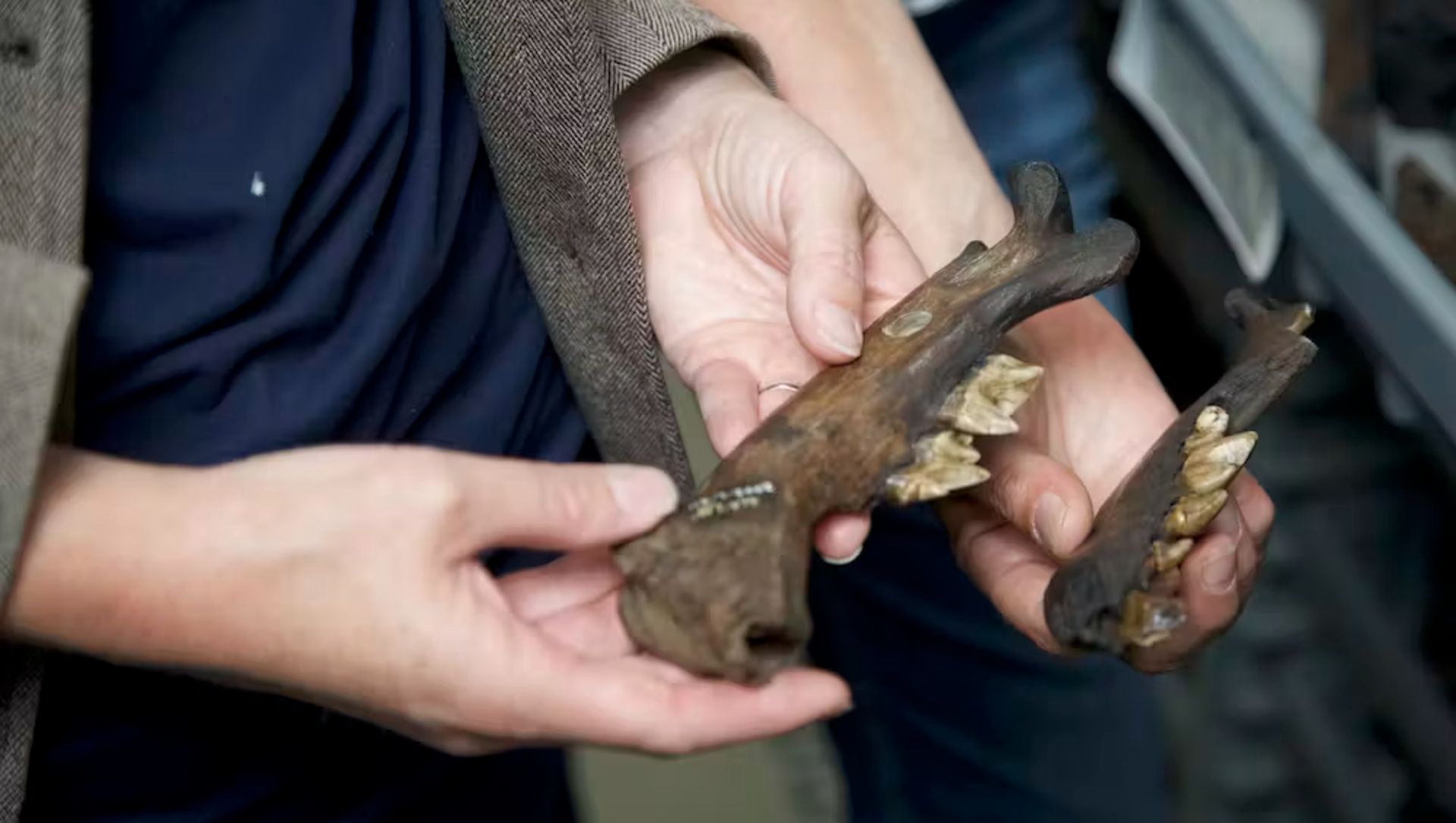 امیلی لیندزی و ریگن دان فسیل آرواره‌های یک گربه‌ی دندان‌خنجری و گرگ وحشت را در دست دارند