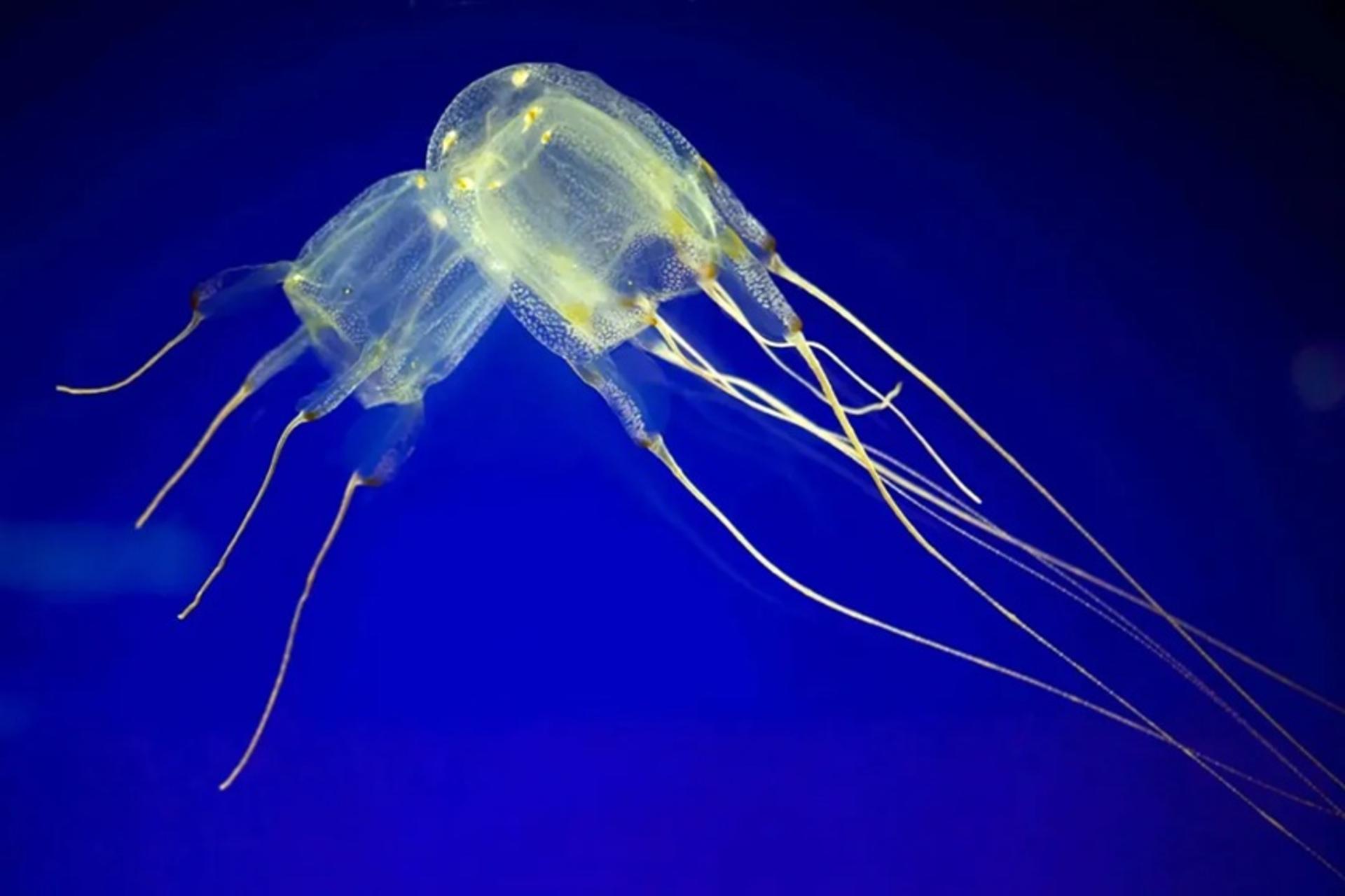 موجودات بی‌مغز در اقیانوس