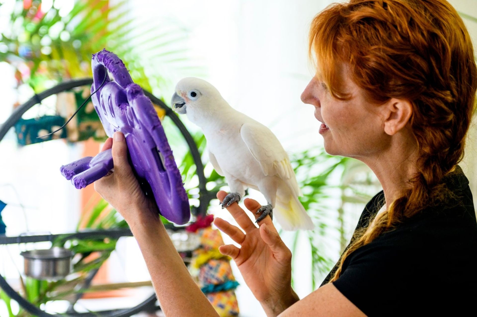 جنیفر کونا در حال برقراری تماس تصویری برای طوطی کاکادو