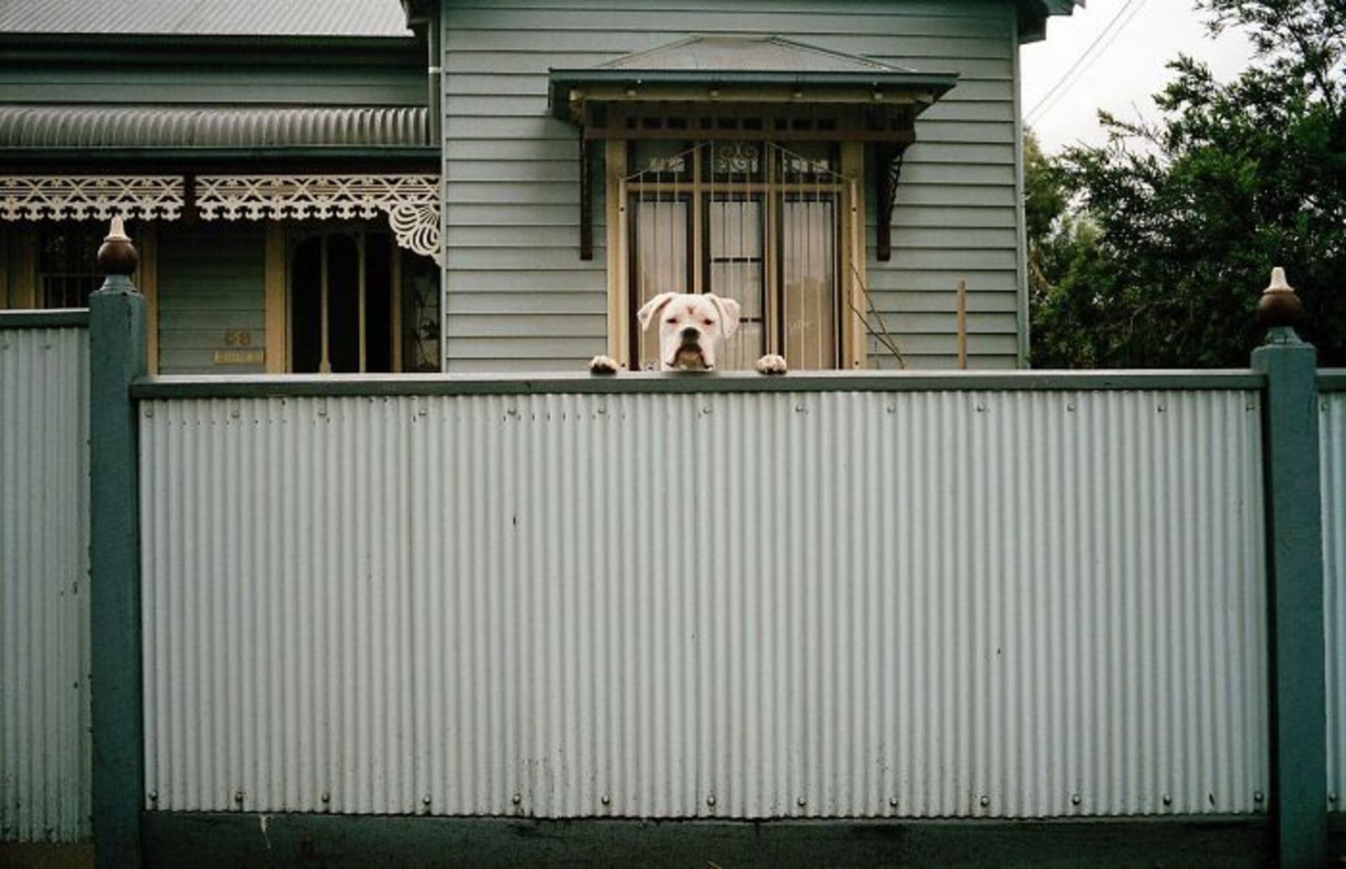 سر سگ بالای پرچین خانه