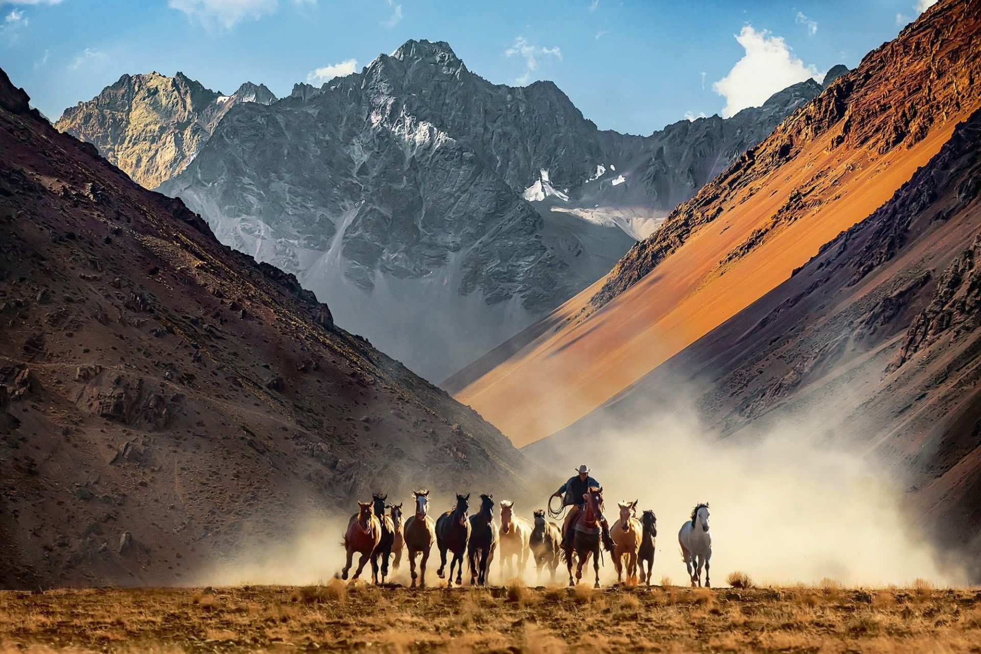 اسب سوارکاری در حال حرکت