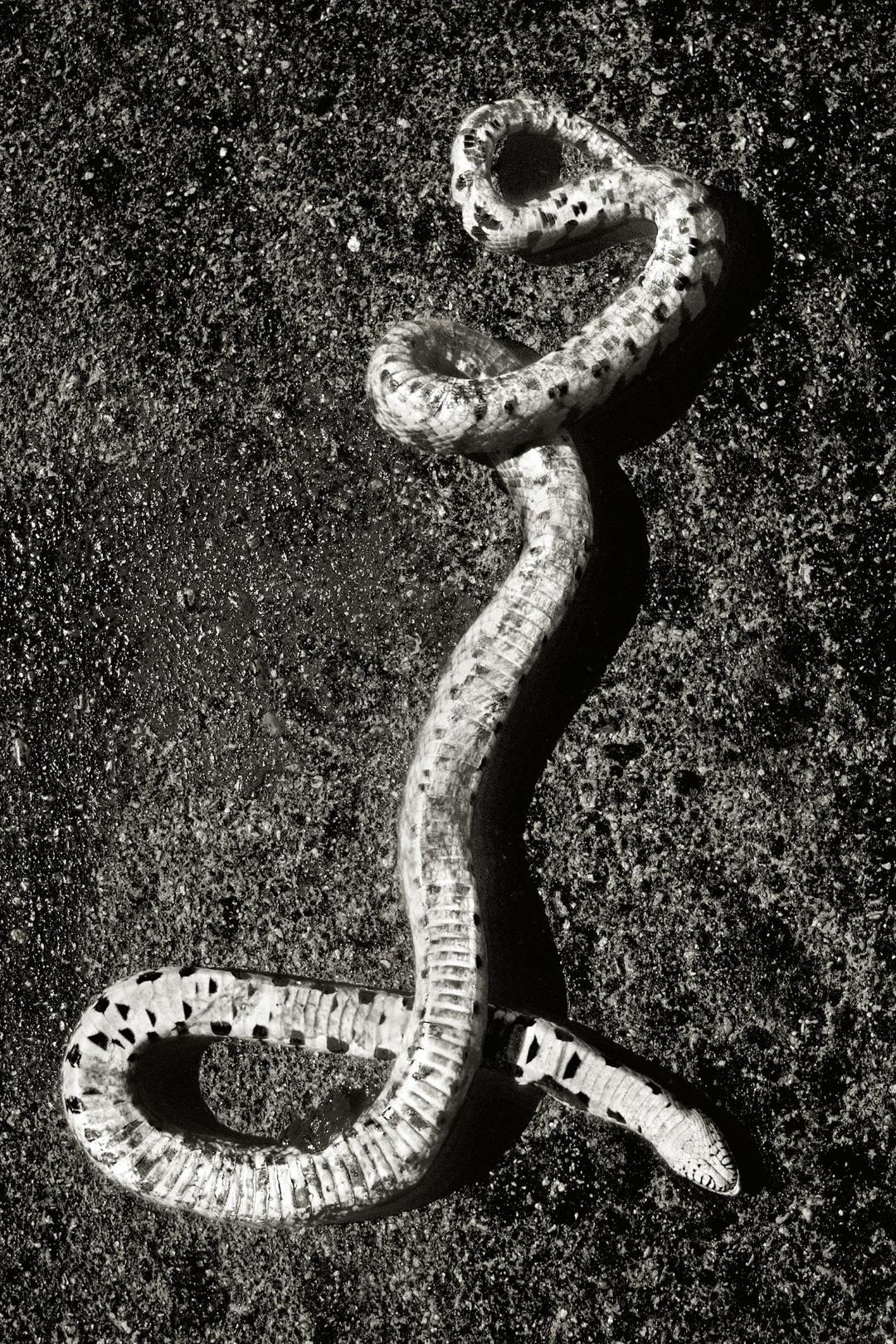 مار زنگی نماد خطر