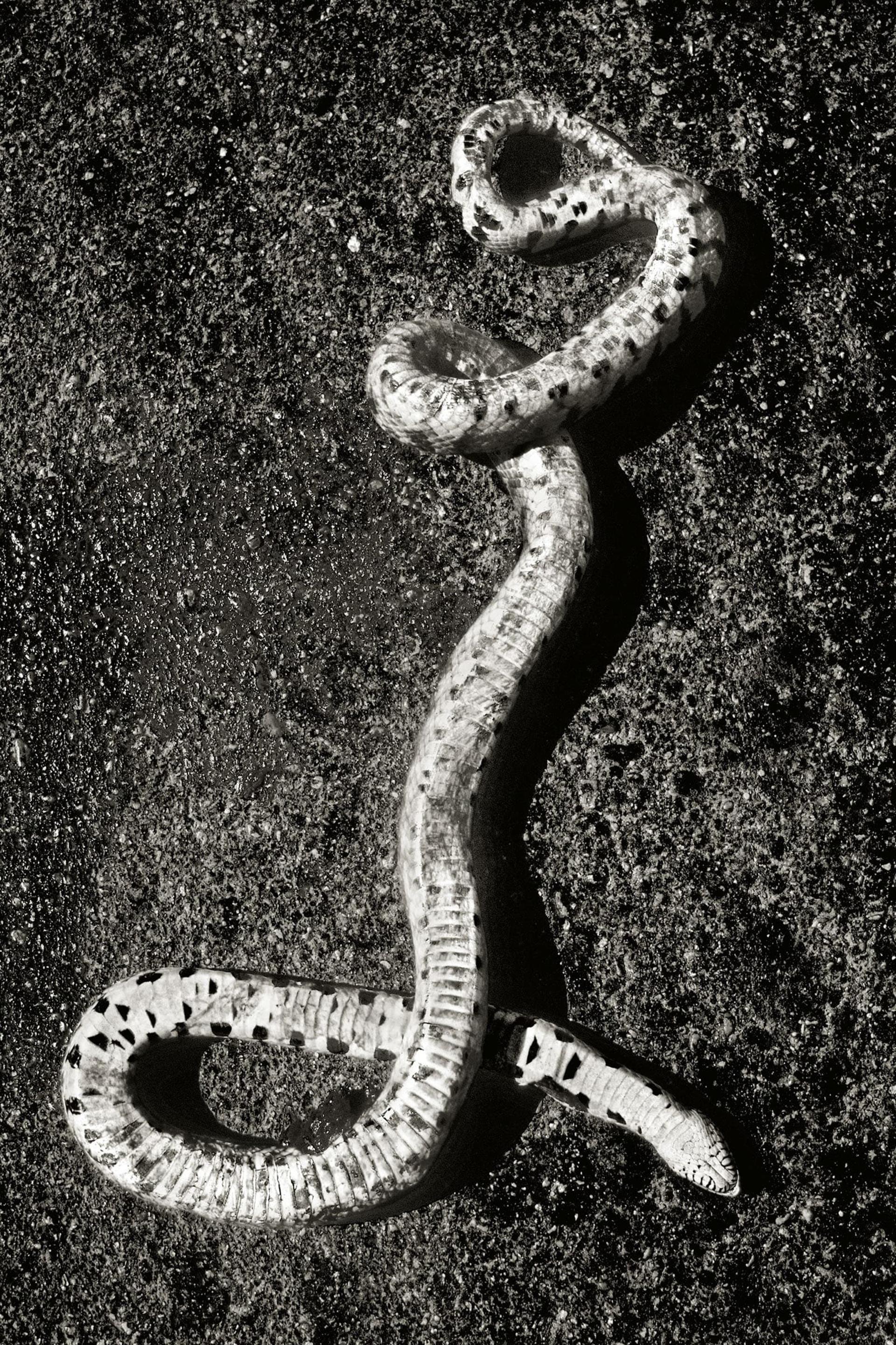 مار زنگی نماد خطر