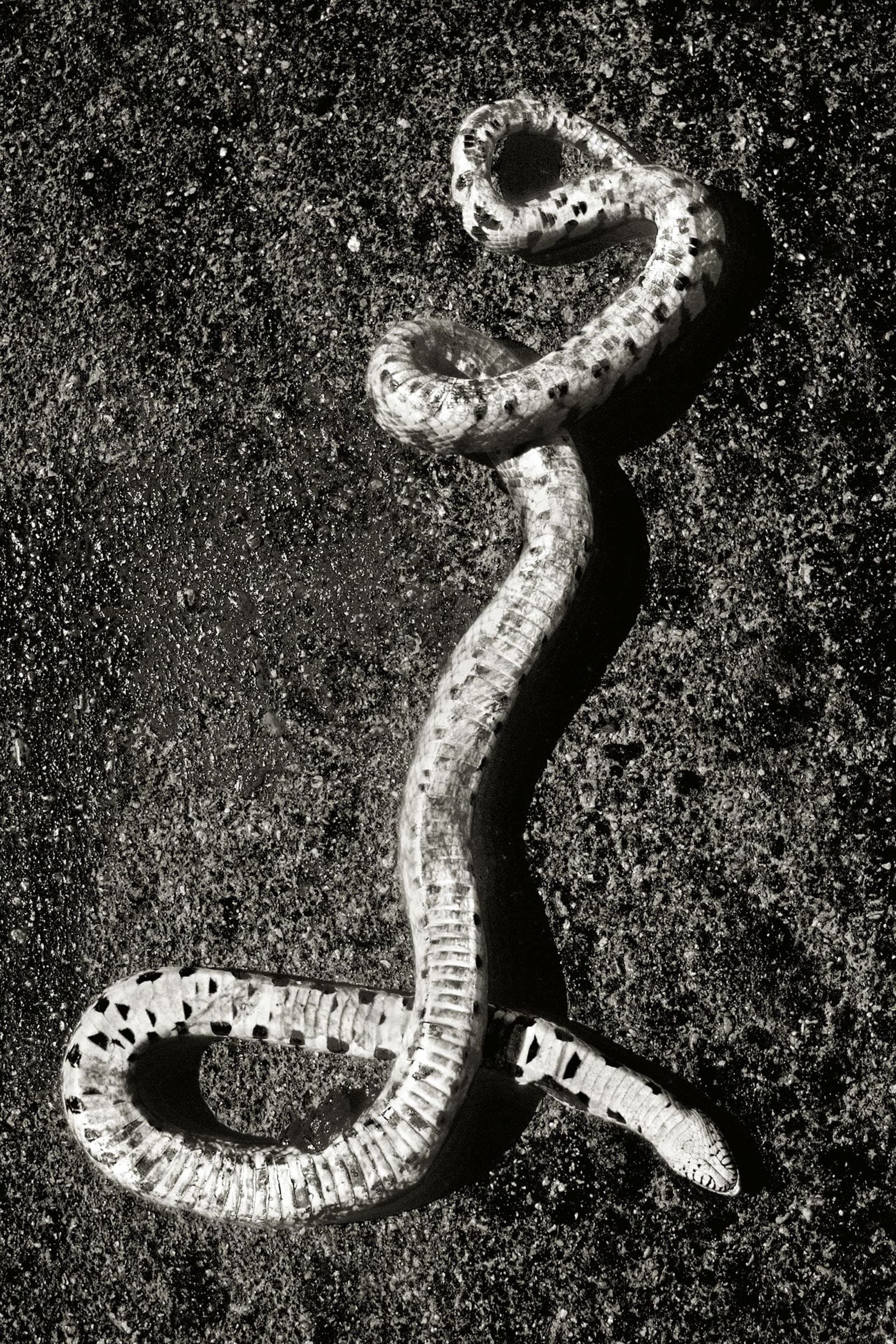 مار زنگی نماد خطر