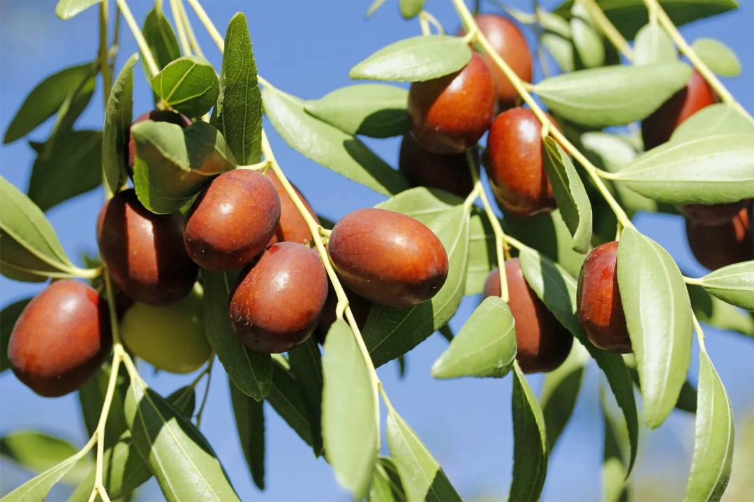 درخت عناب