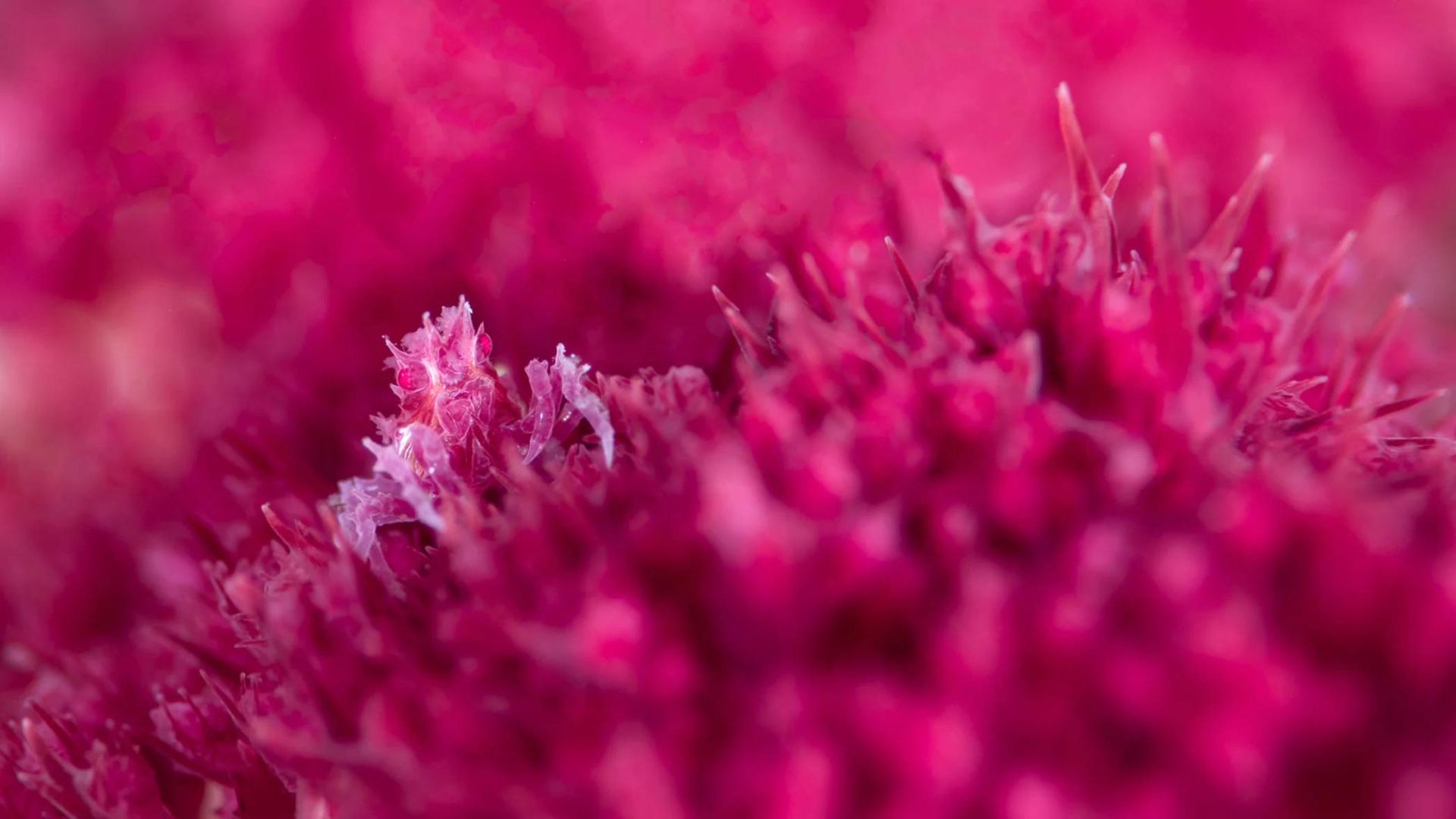 خرچنگ روی مرجان صورتی